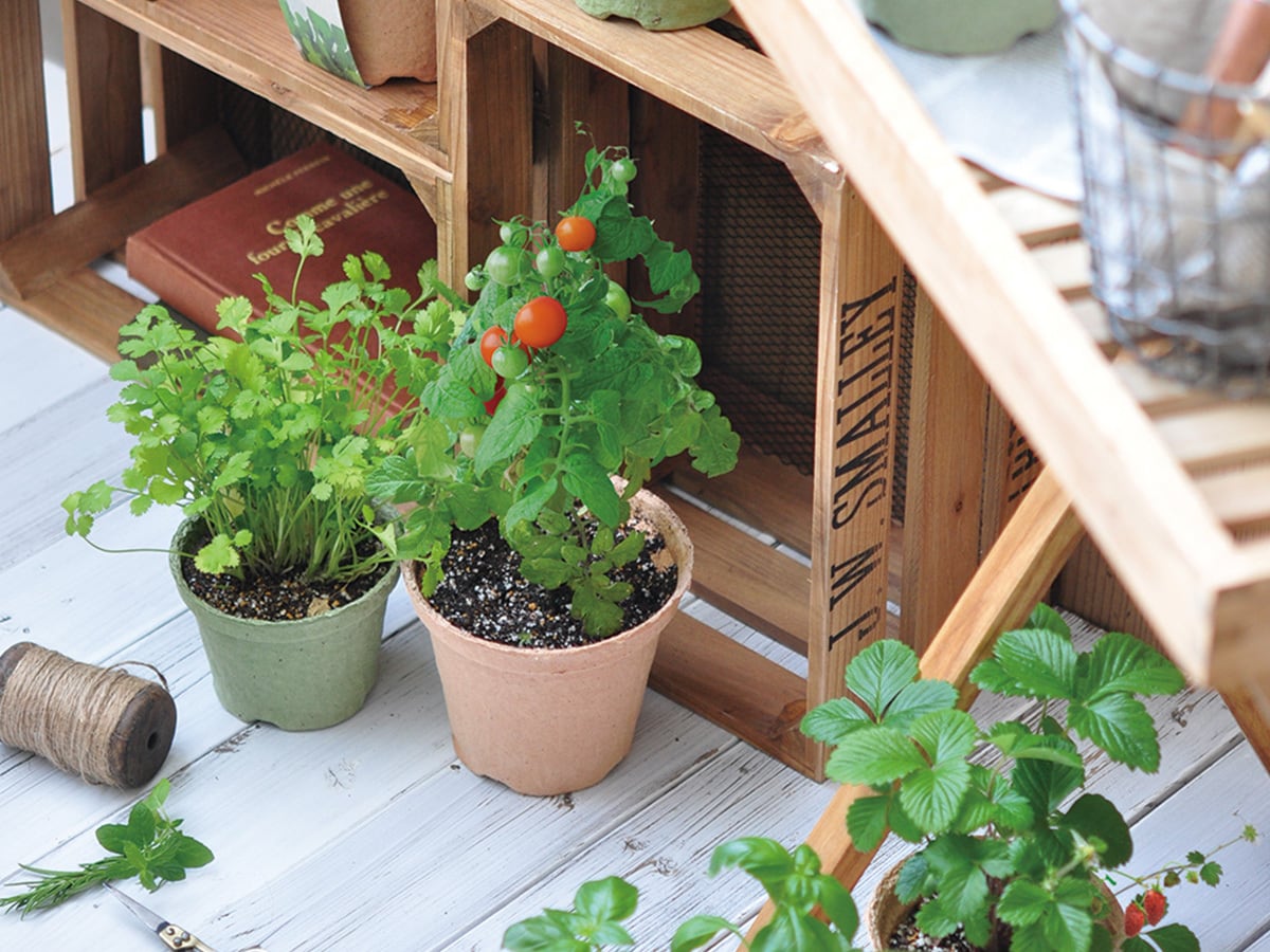 6個セット】ECOT（M） ラディッシュ | タネペラ