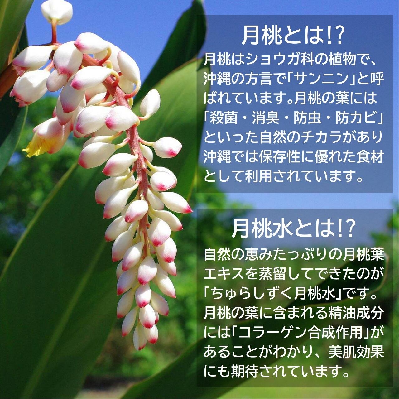 ちゅらしずく 月桃水 (スプレー) 100ml (1000-01) | おきなわ晴家