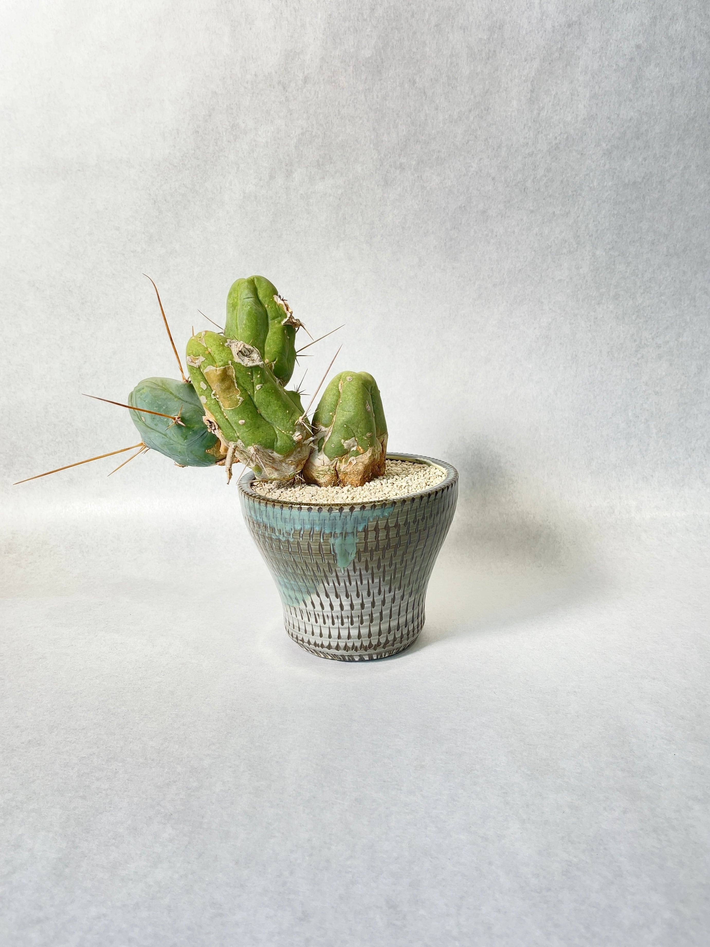 トリコセレウス・成程柱 | trigger