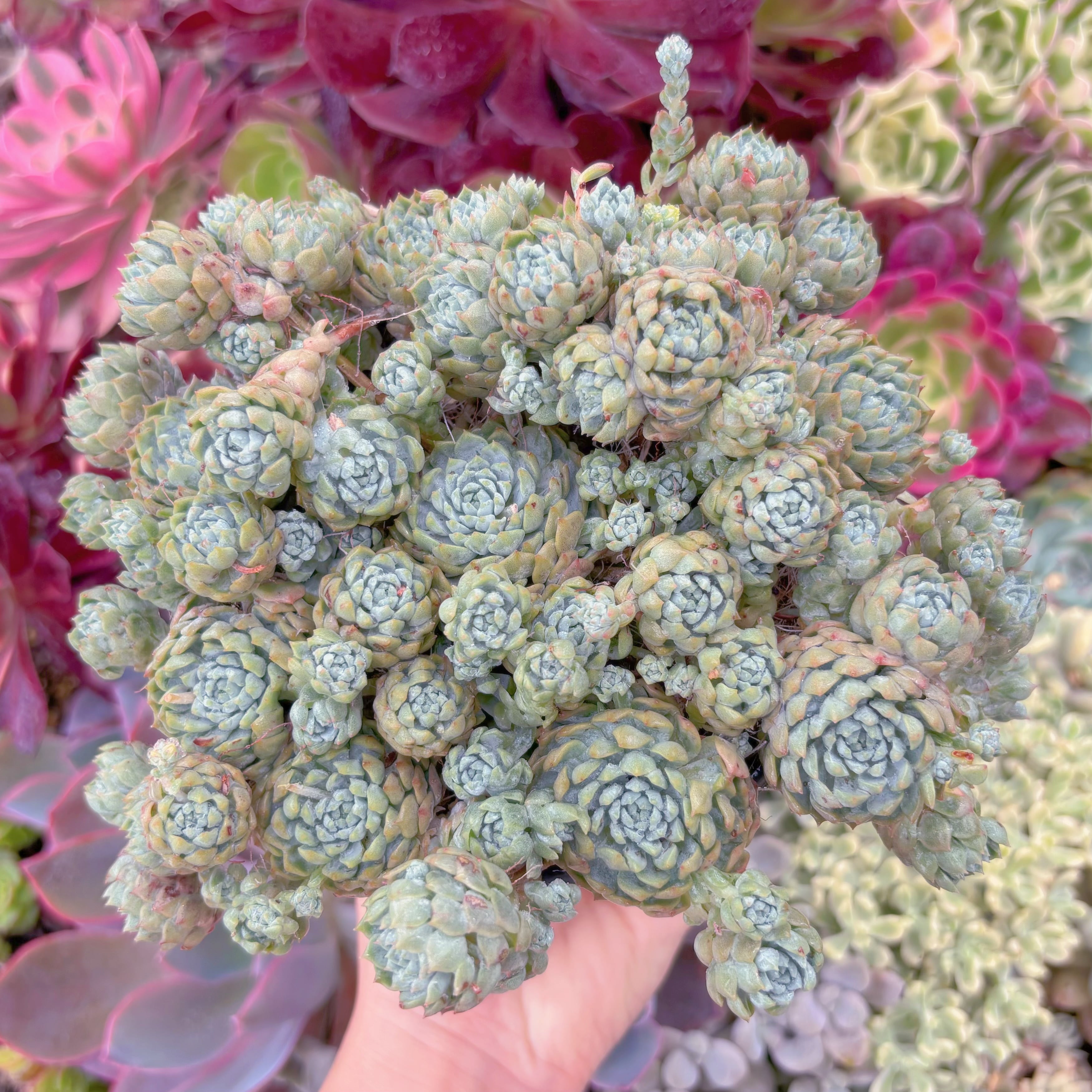 現品　 Pinkberry#F241　特大群生　るる農園