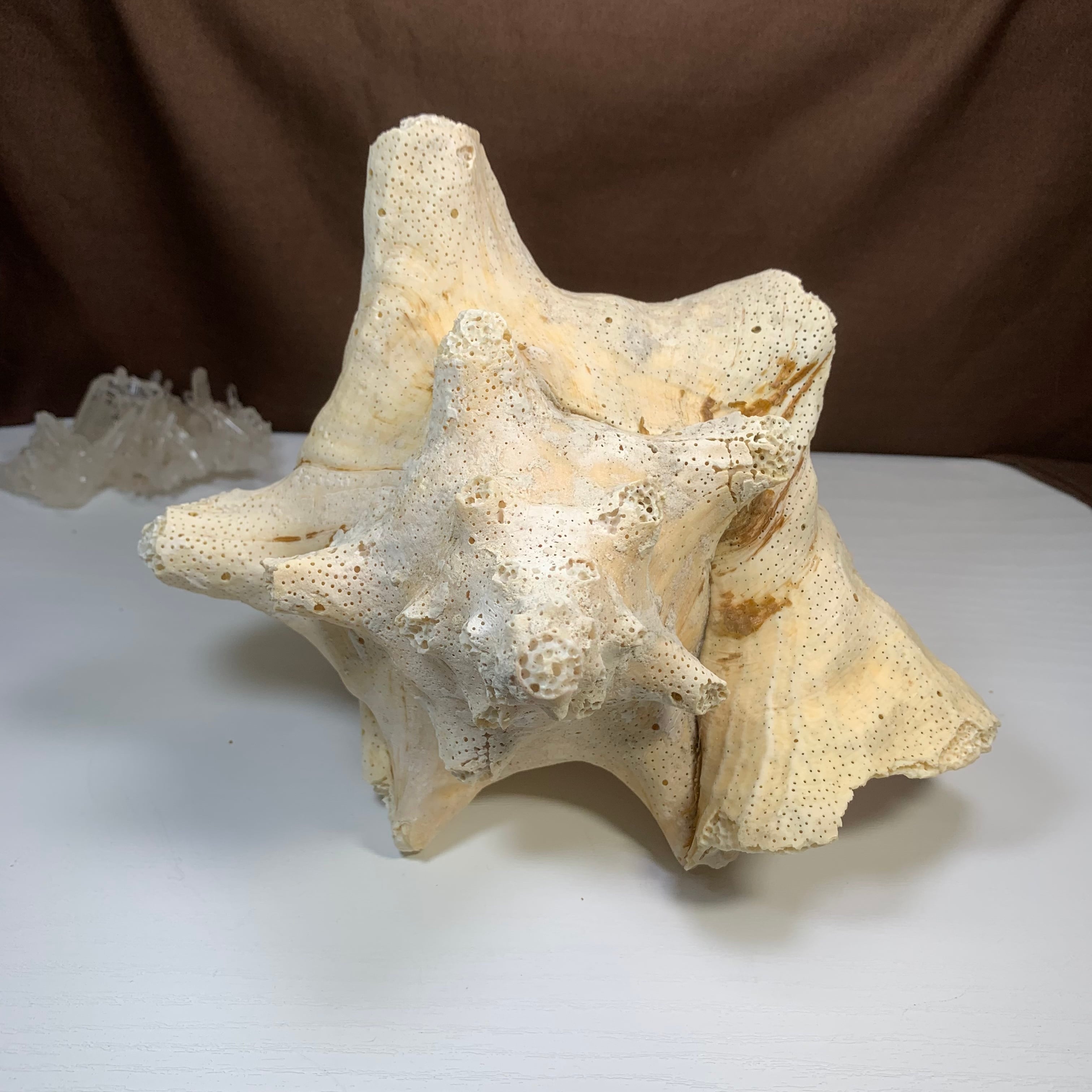 1.クイーンコンクシェル貝母・貝殻 | Naturaltreasure