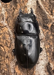 極太《スマトラオオヒラタ 90mm ペア》