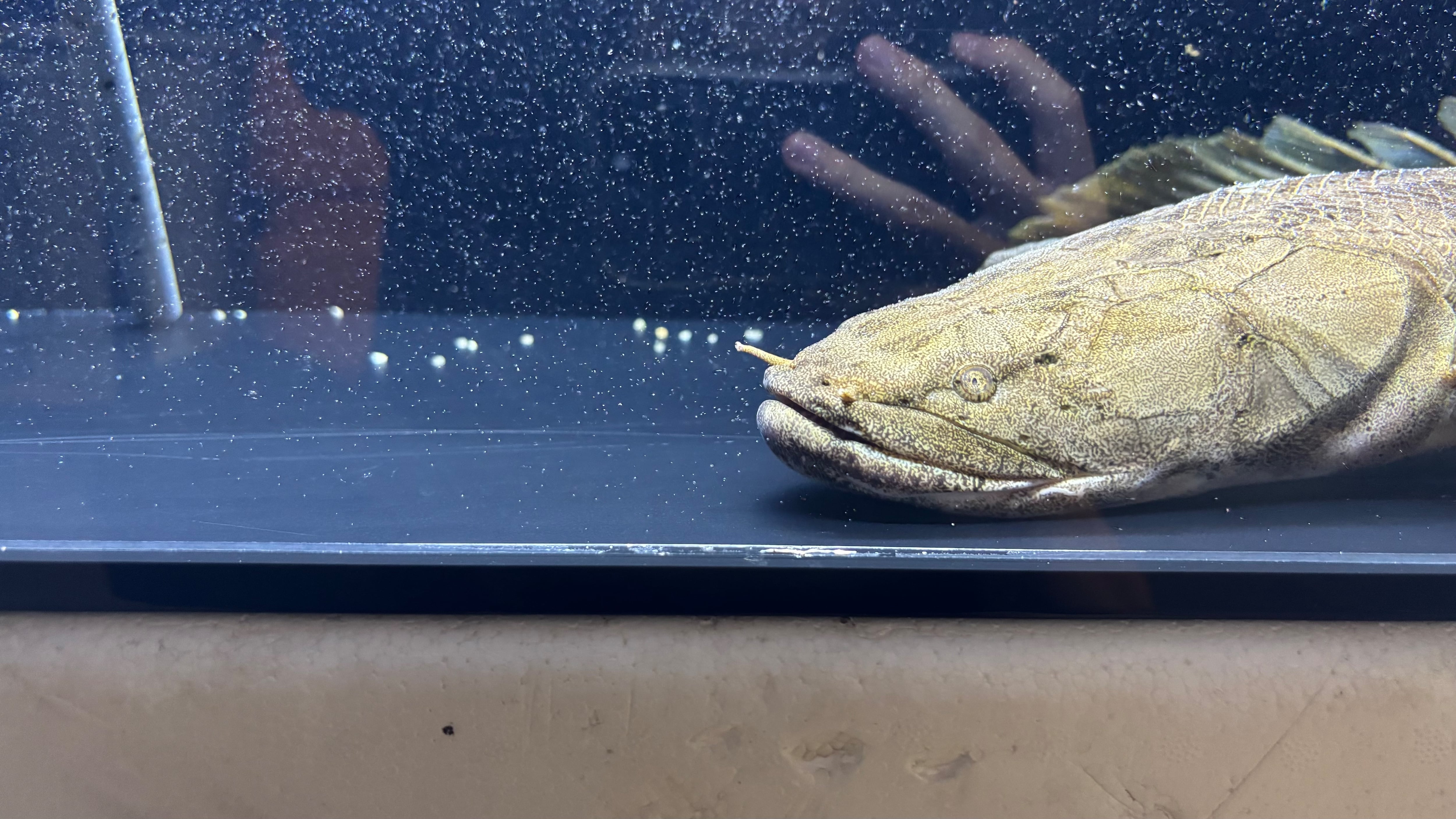 コンギクス52センチ± コンギクス | アフリカ熱帯魚専門店わいるどもん