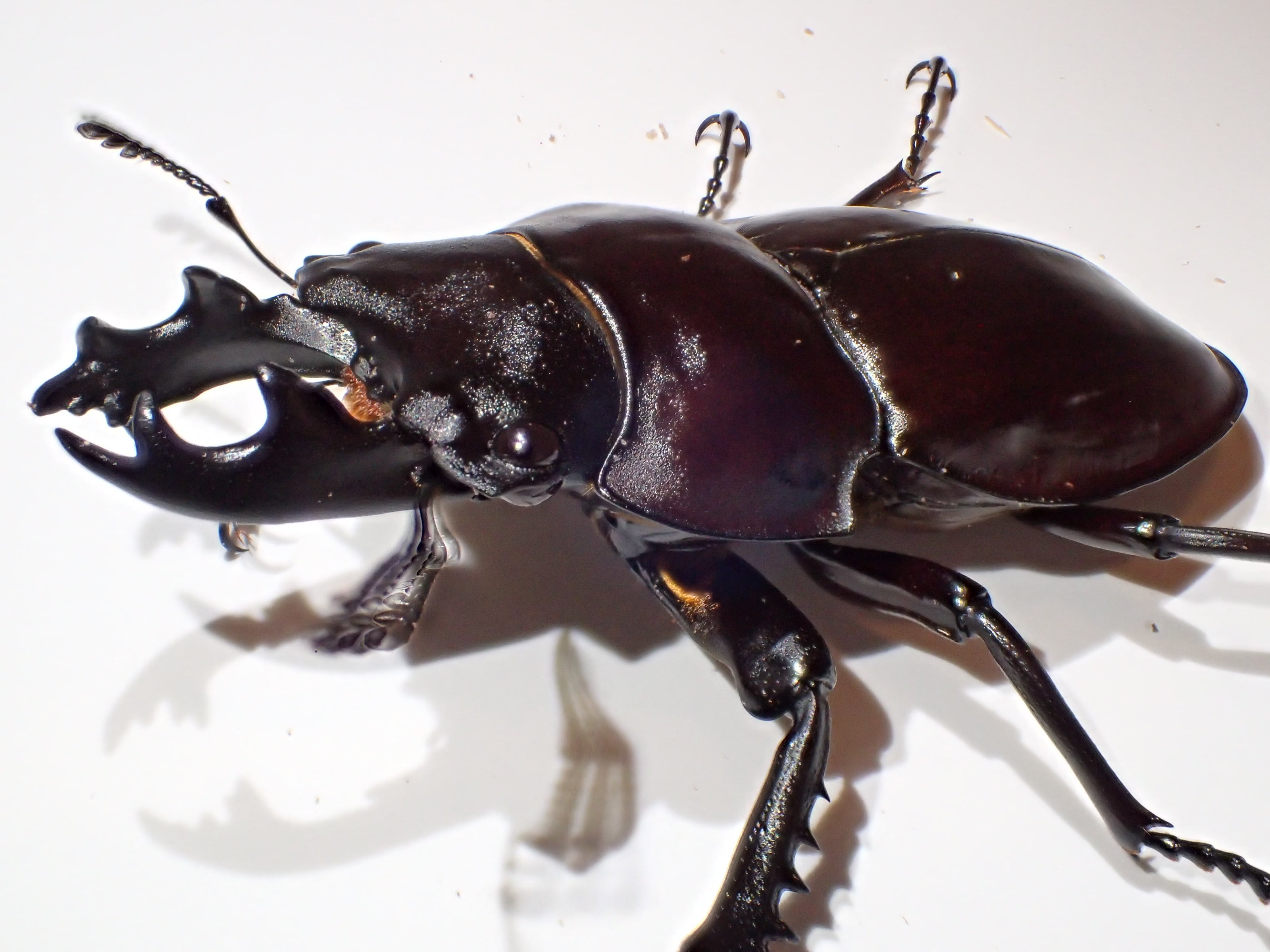 伝説の七節】ロードハウナナフシに酷似のトゲアシフトナナフシオバケ