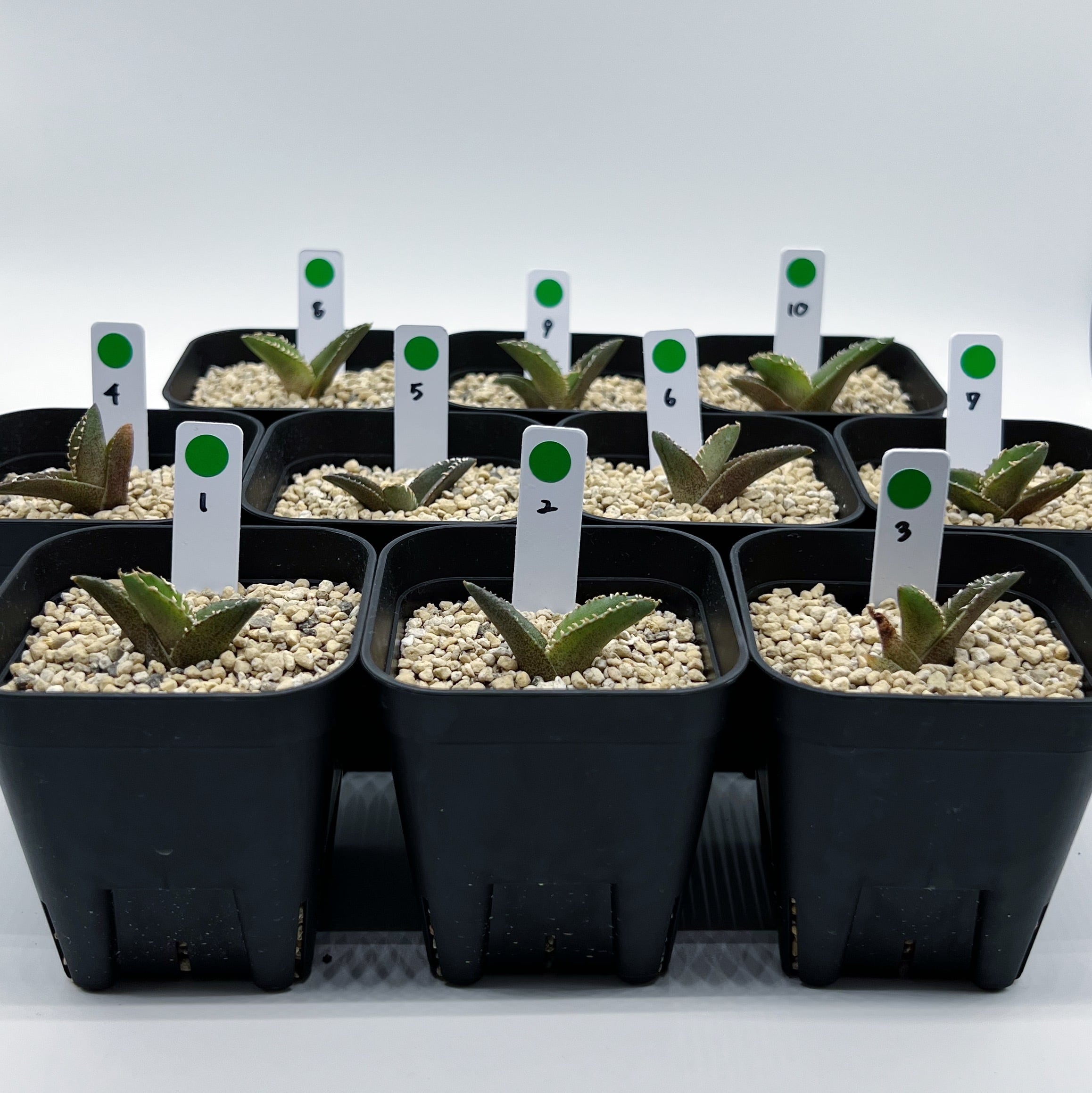 白豪刺”] | KAMUI PLANTS LABO