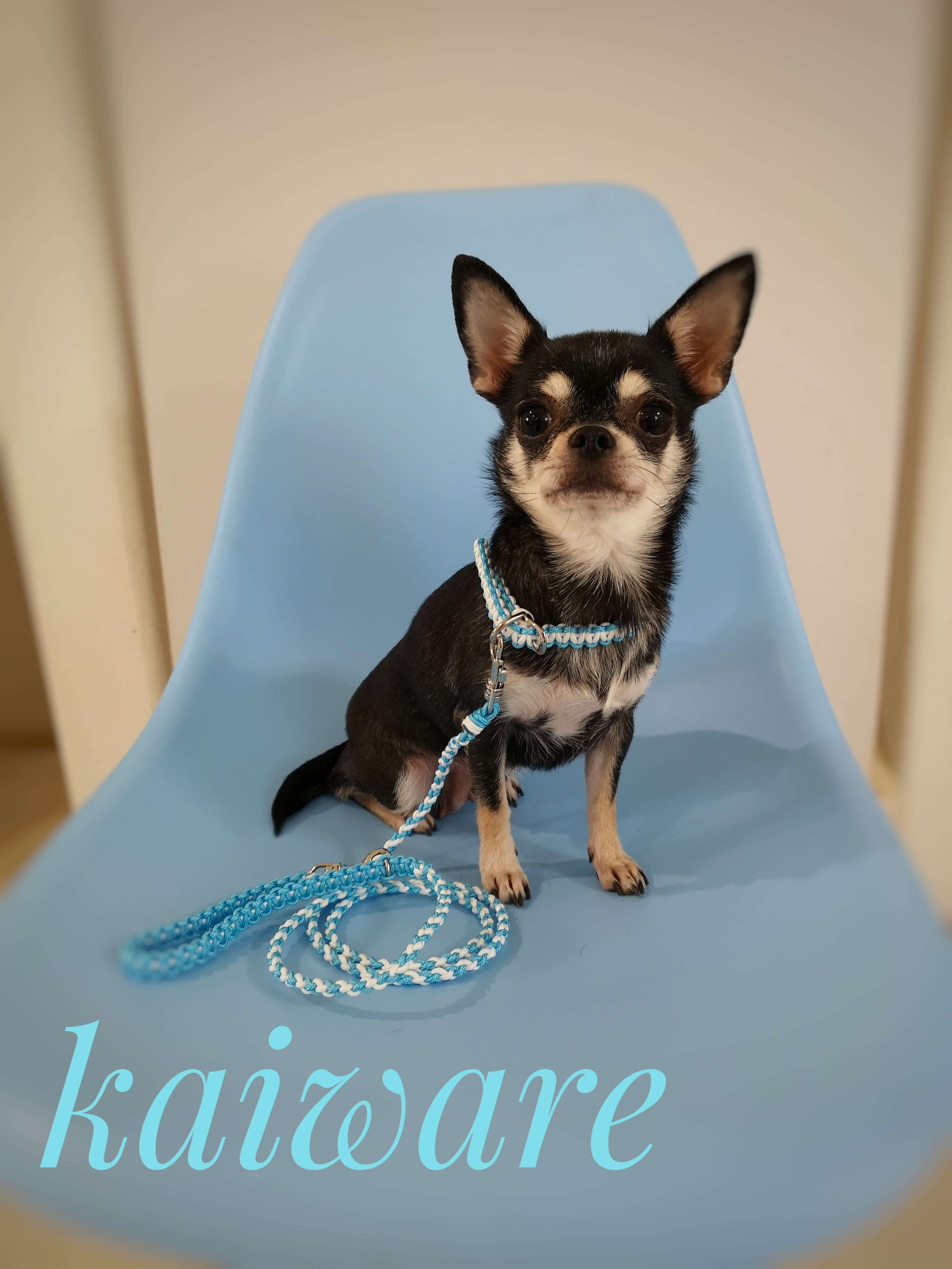 犬の首輪 パラコードで作った水色×ホワイトのベルトタイプの首輪のみ