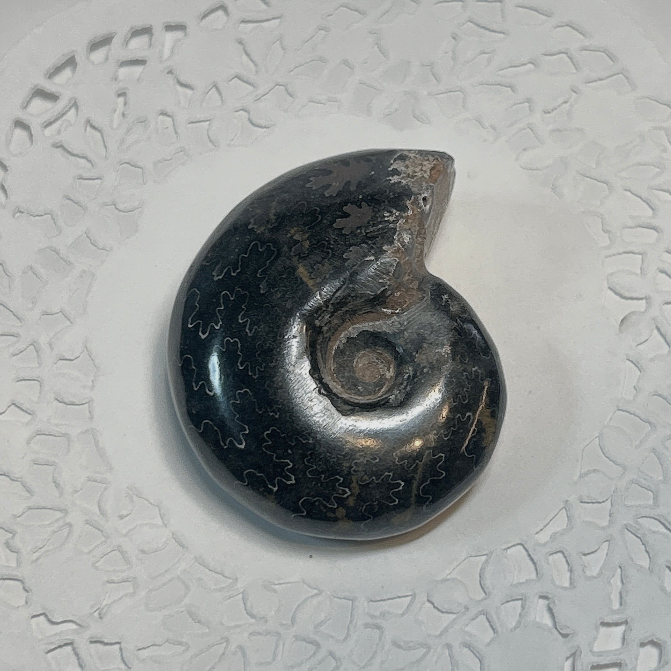 化石]アンモナイト（菊石） | クリスタル・ワールド御徒町店