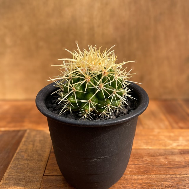 Echinocactus grusonii【エキノカクタス・松木王金鯱・実生】