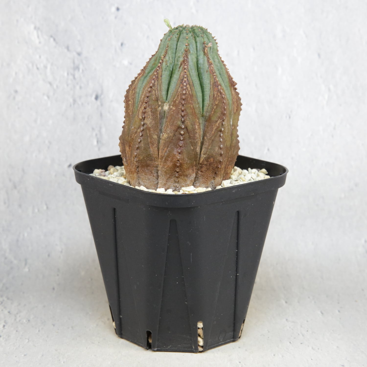 メス株 木質化 マウンテン オベサ / ユーフォルビア