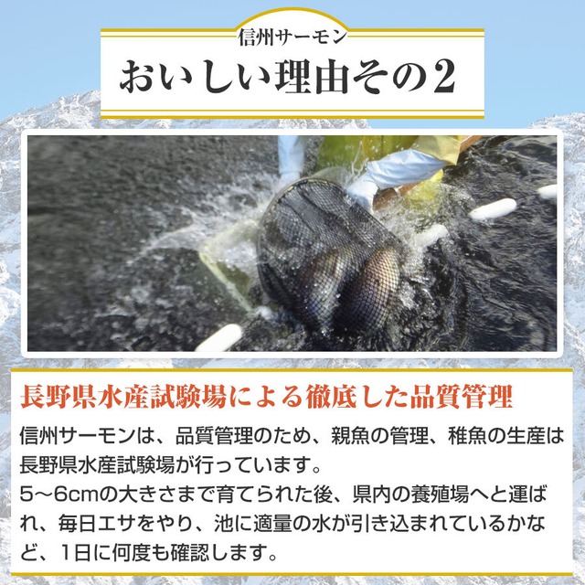 長野県ブランド魚 信州サーモン まるごと1尾 2～2.5㎏ おいしい 新鮮 魚 養殖 柵 生 冷蔵 刺身 丼 カルパッチョ マリネに