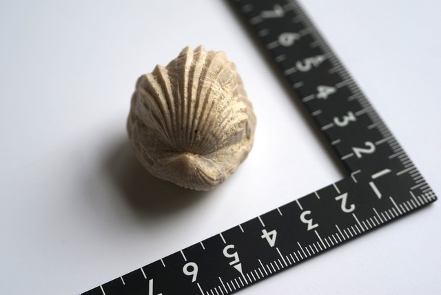 Burmirhynchia Decorata 化石 12