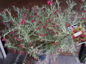 【現物】グレビレア　”プーリンダイルミナ”　A