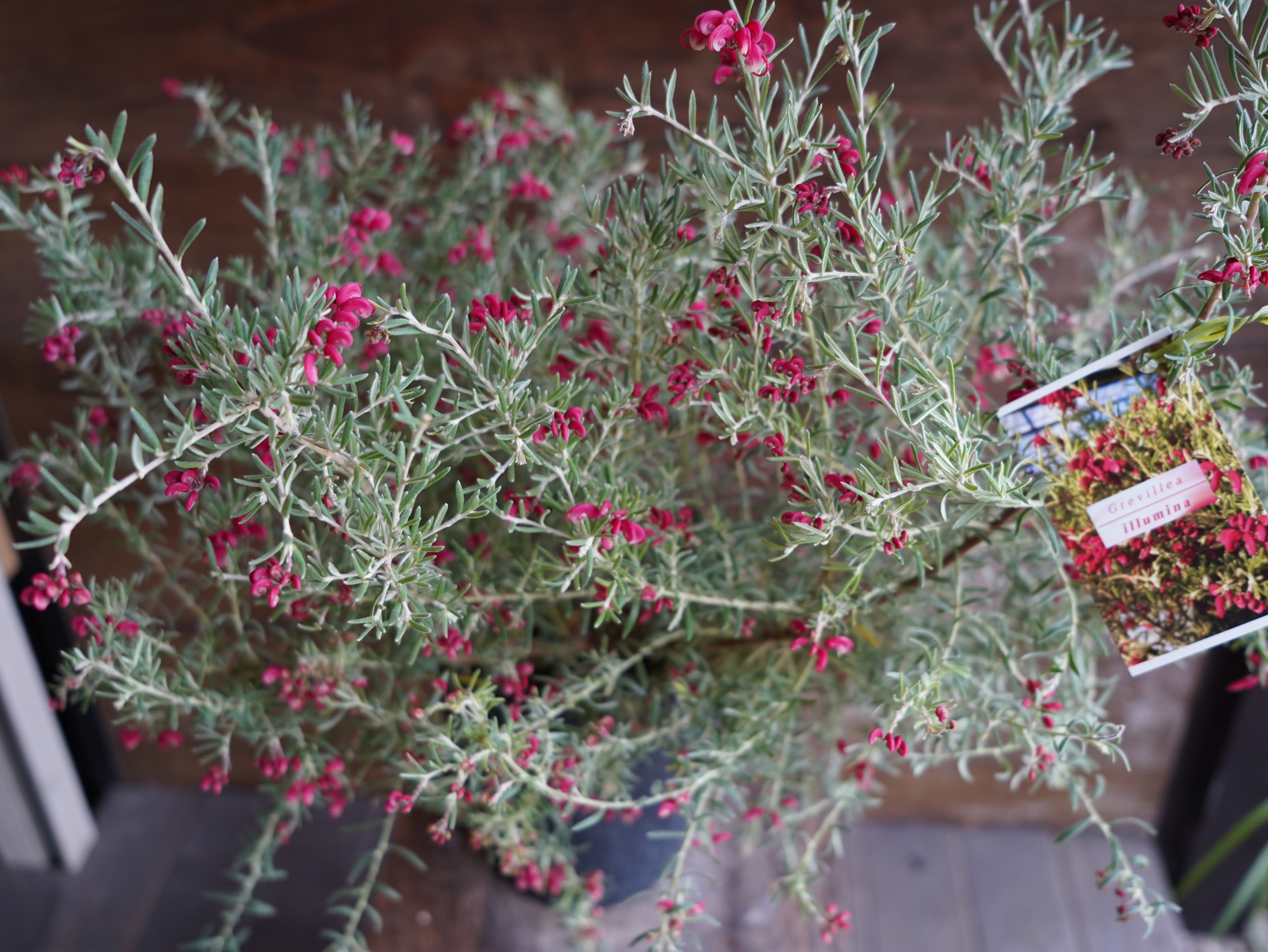 【現物】グレビレア　”プーリンダイルミナ”　A