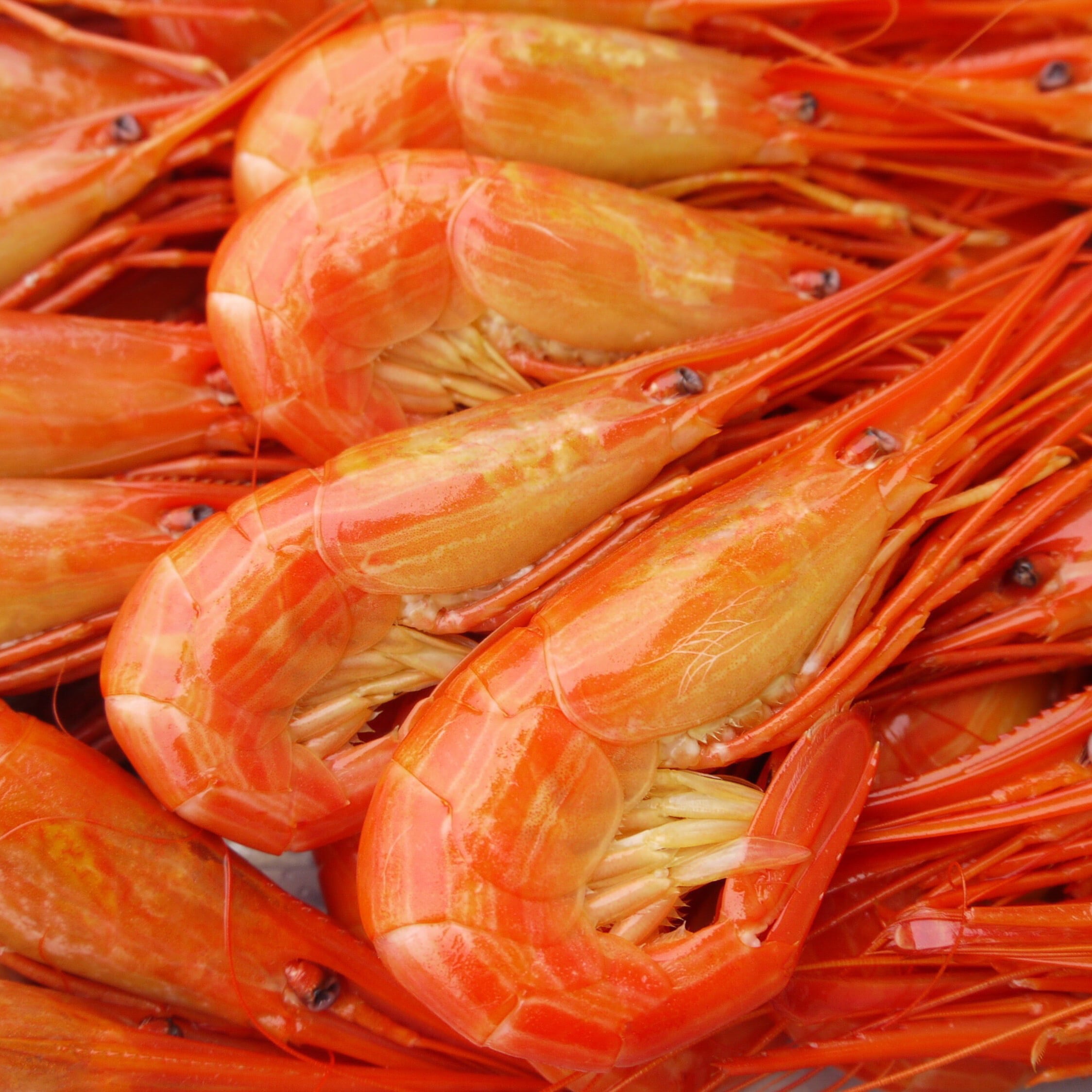 えびページ R8・夏えび】別海町尾岱沼名産｜北海しまえび（中サイズ・1kg） | 大隅