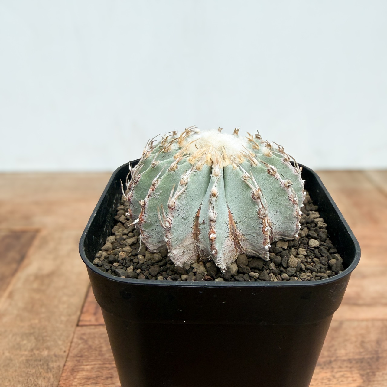 Geohintonia mexicana【ゲオヒントニア・メキシカーナ】