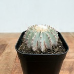 Geohintonia mexicana【ゲオヒントニア・メキシカーナ】