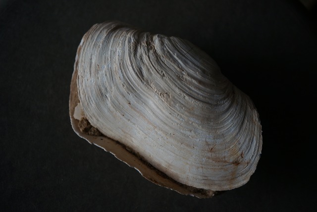 メリーランド州産二枚貝化石 Panopea americana 1660