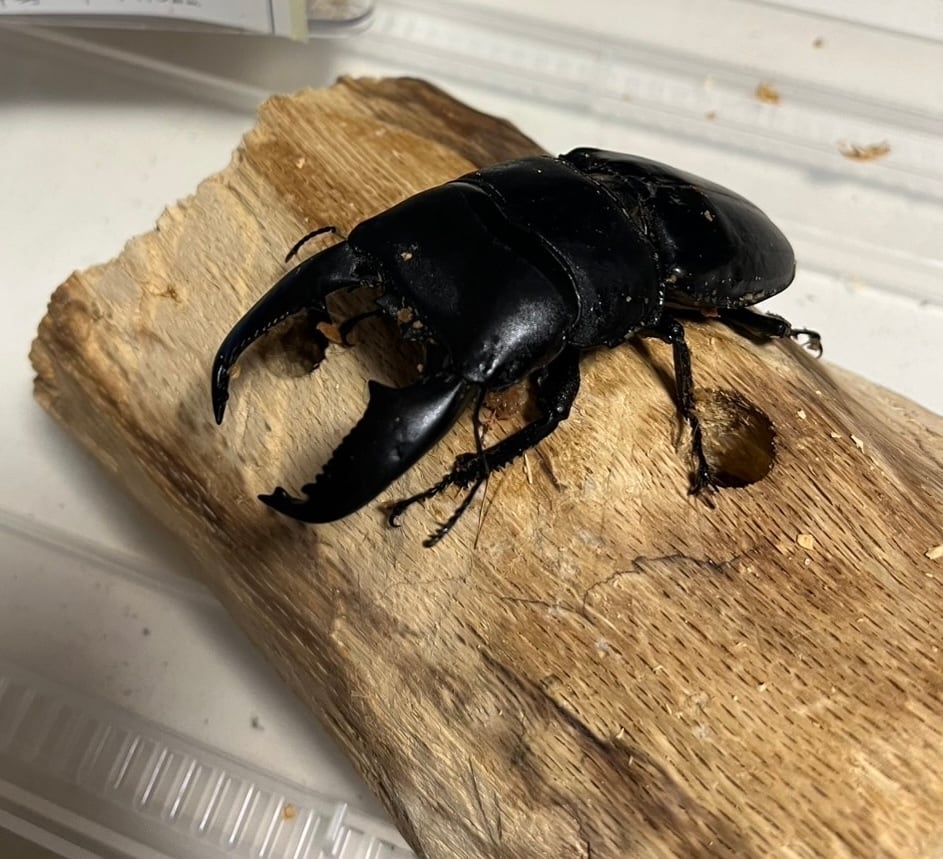 色残抜群】トゲアクマツユムシ リオック 直翅類 カマキリ マンティス