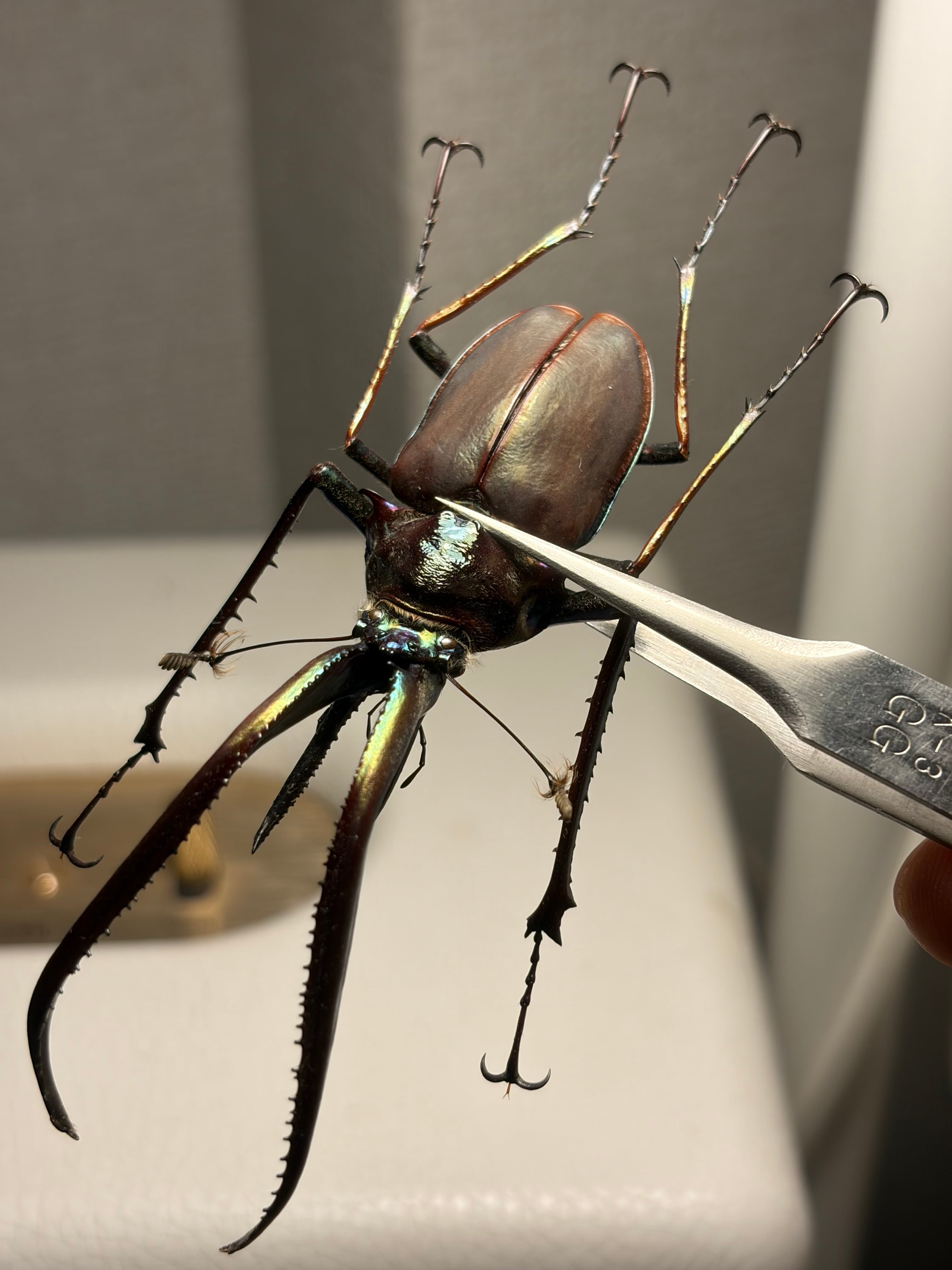 86mm】チリクワガタ メタリフェルホソアカクワガタ Wild 昆虫標本