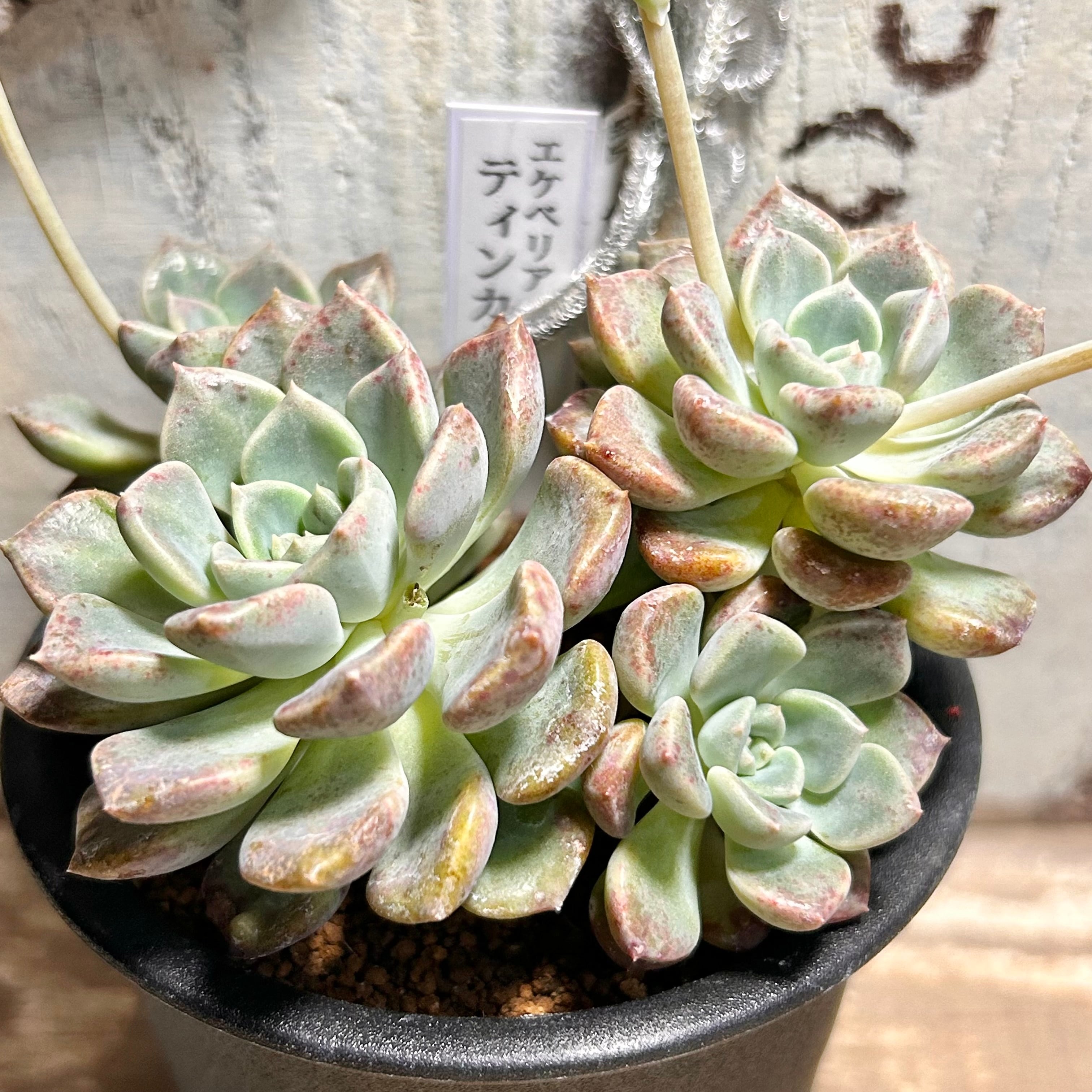 ティンカーベル | RuPo 多肉植物専門店
