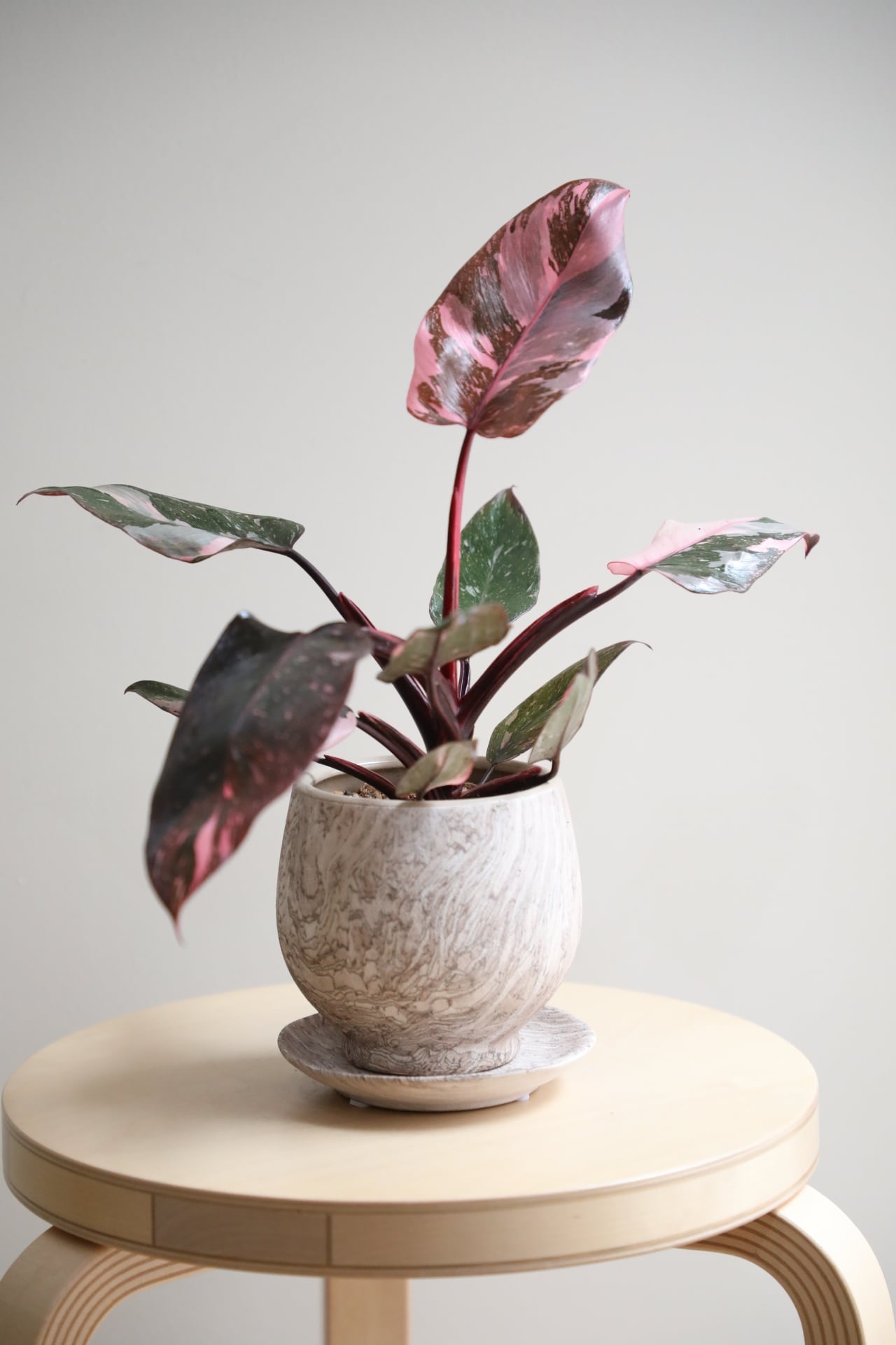 M】フィロデンドロン ピンクプリンセス/Philodendron Pink Princess