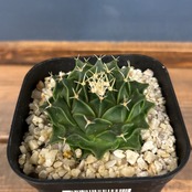 サボテン オブレゴニア 帝冠【843】