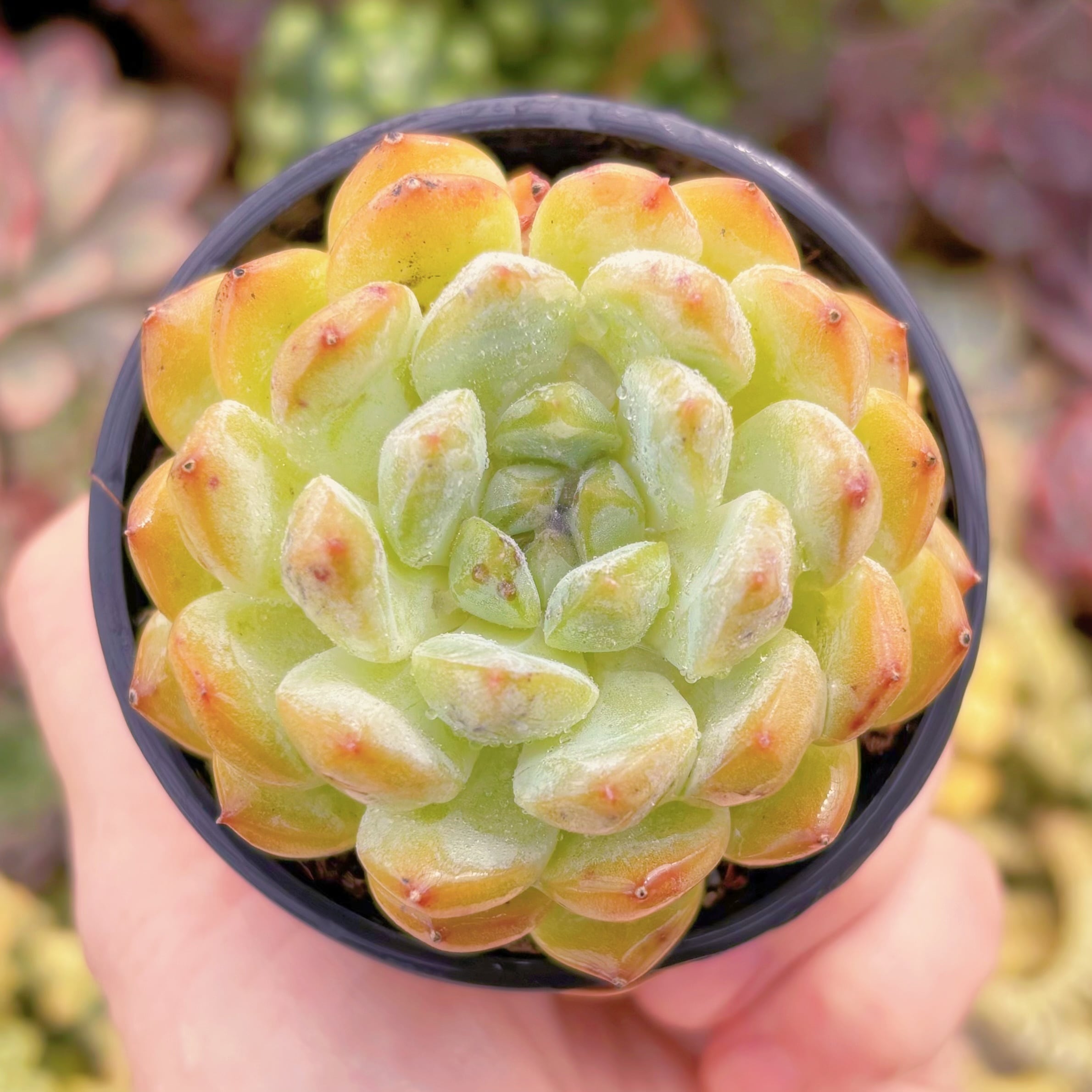 現品　コラジ#634　るる農園