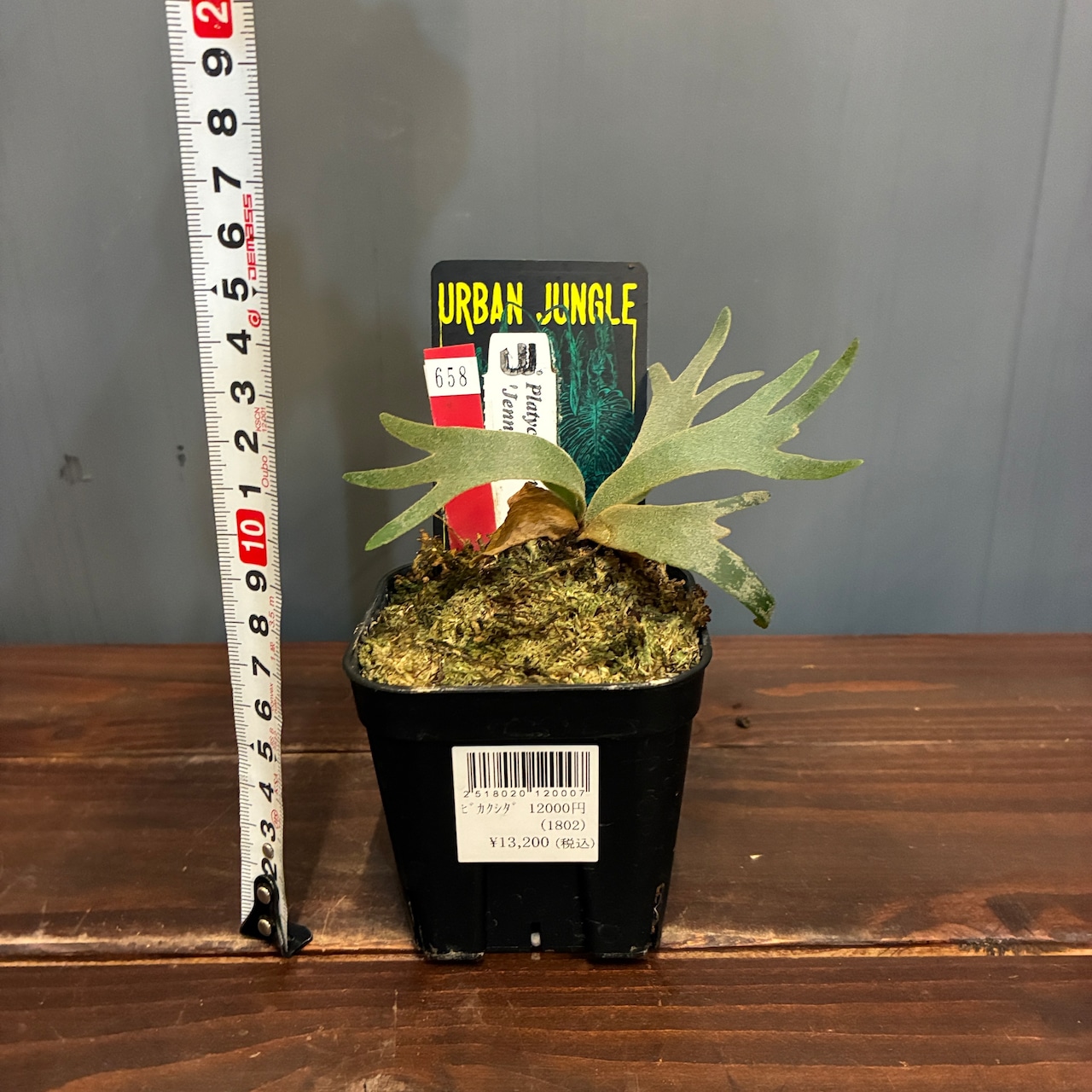 【抽選販売】【限定価格】ビカクシダ ジェニー P. willinckii 'Jenny'(限定2)