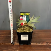 【抽選販売】【限定価格】ビカクシダ ジェニー P. willinckii 'Jenny'(限定2)
