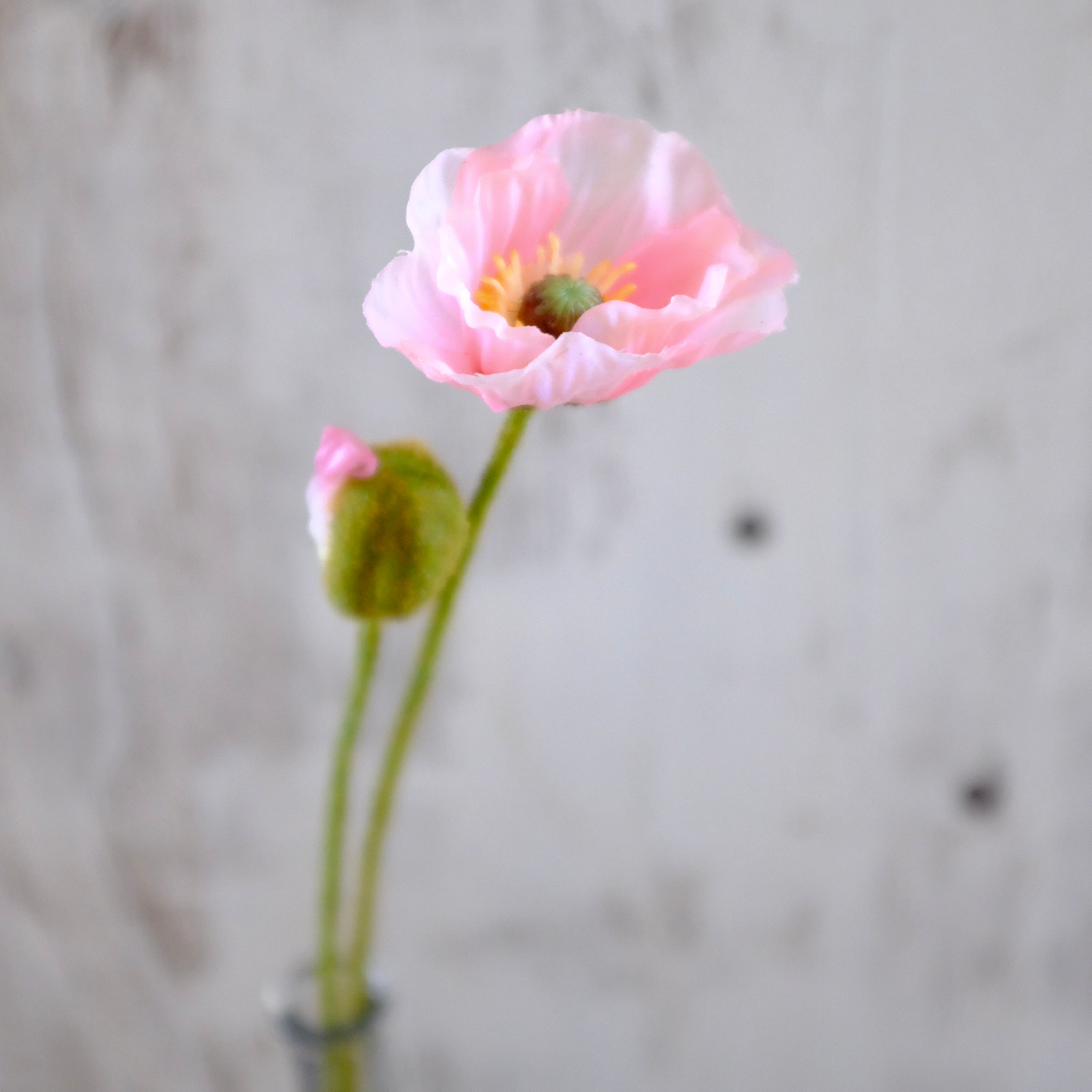 美しい！　ポピー画家のポピー　幸せな一日の終わり　夕暮れ　Noriko作　87 美しい！ ポピー画家のポピー 幸せな一日の終わり 夕暮れ Noriko