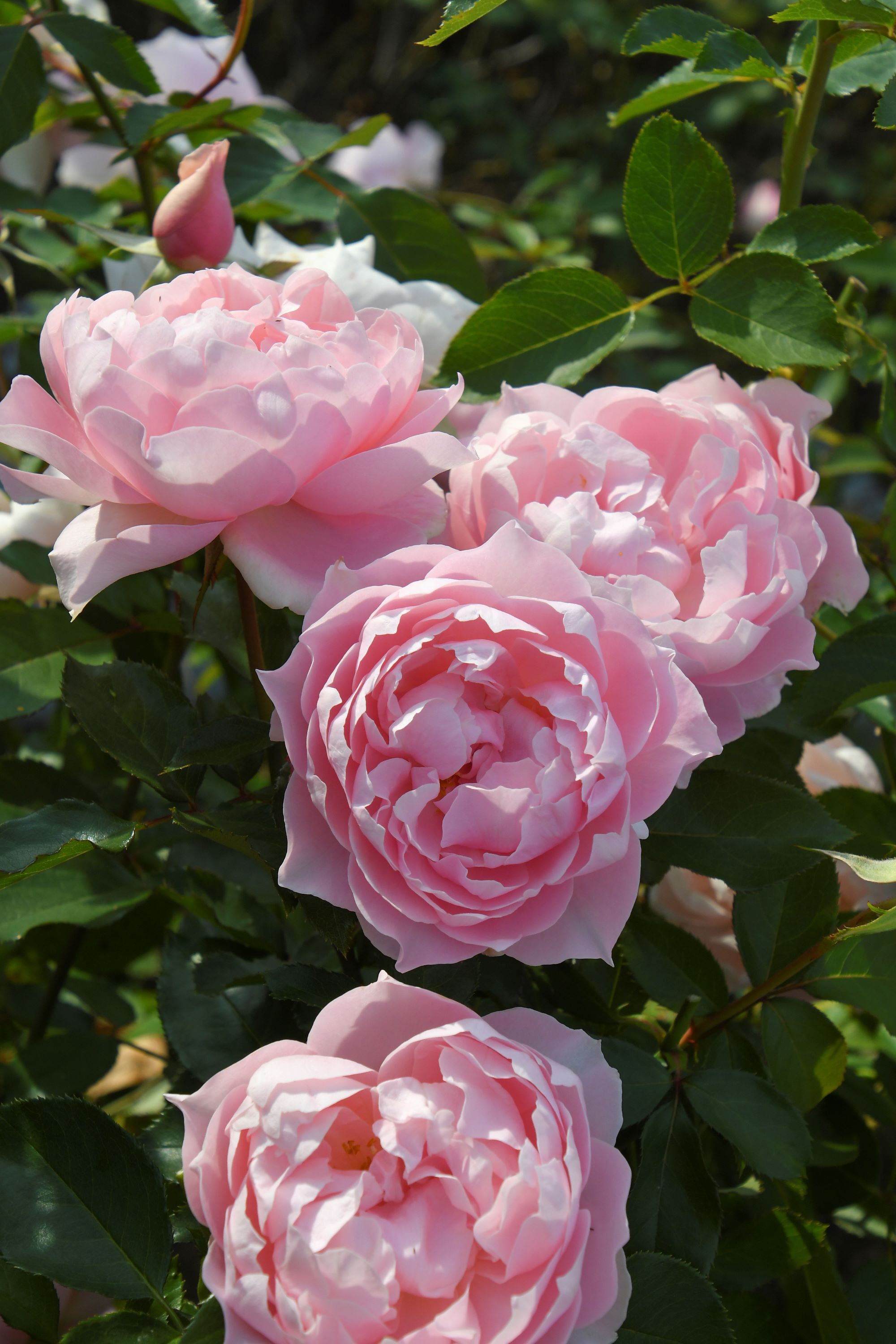 バラ大苗 <ロサ・オリエンティス・プログレッシオ> ローブ デコルテ 7号鉢