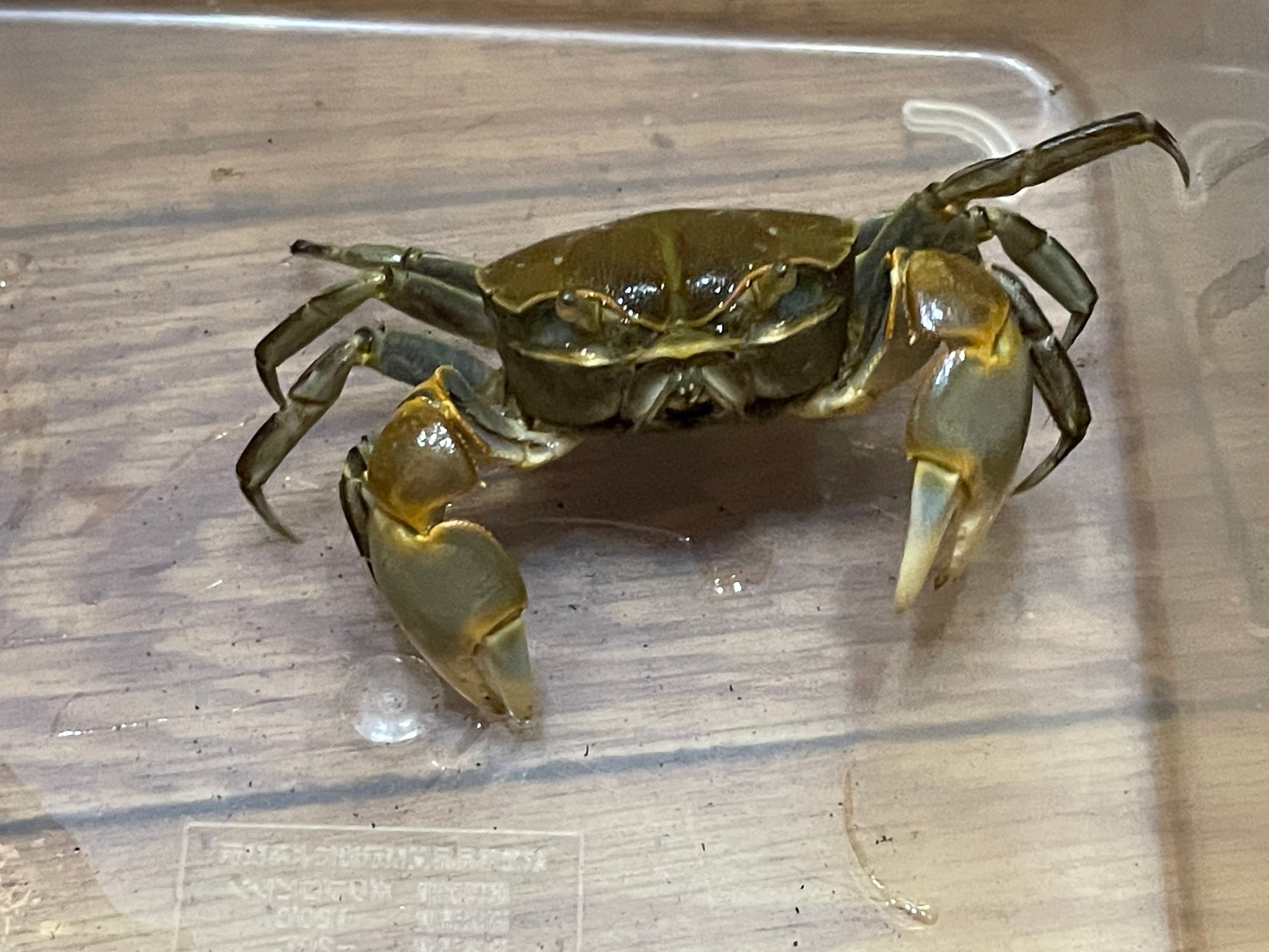 ハマガニ | 奇蟲・昆虫・甲殻類販売 crab dear