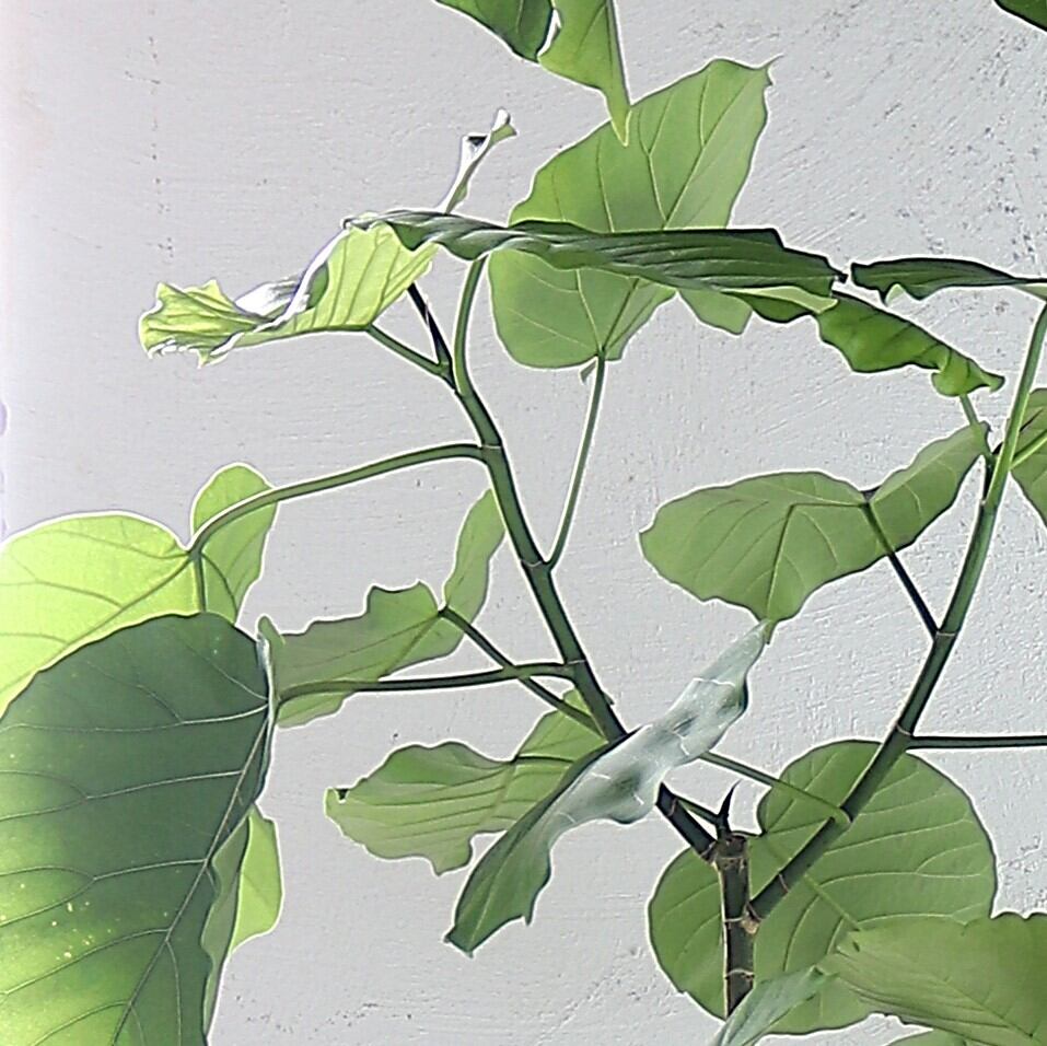 観葉植物「フィカス・ウンベラータ」 樹脂カバー10号 25,000円(税別