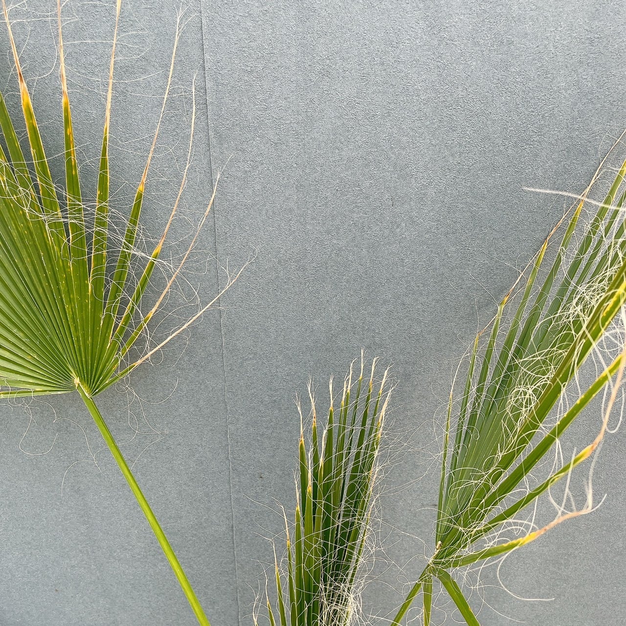 現品］ワシントニア 8号 観葉植物 室内 大型 大ヤシ プラスチック鉢