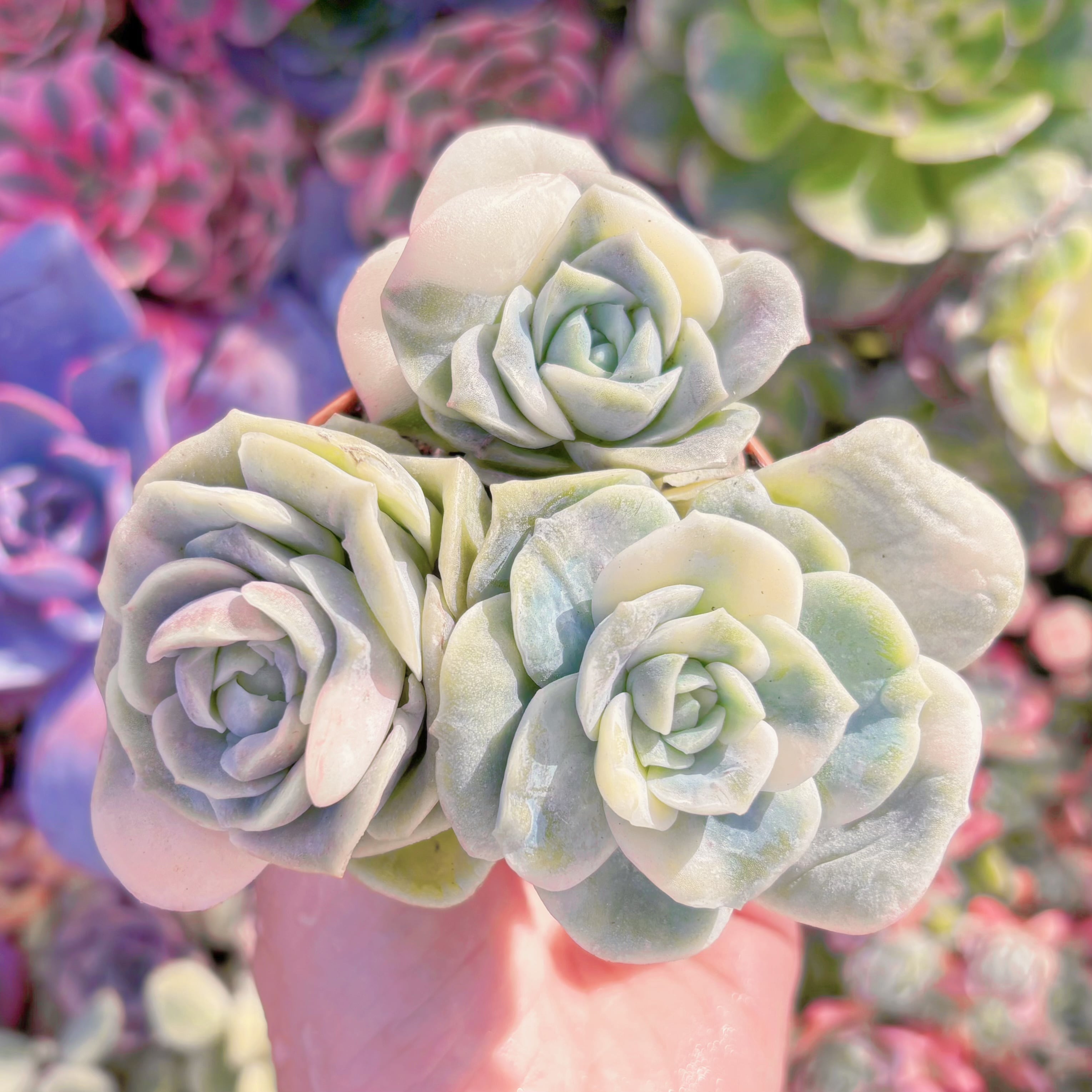 現品　ラブリーローズ錦(白斑)3頭#F088　大苗　単頭直径約4cm 　るる農園