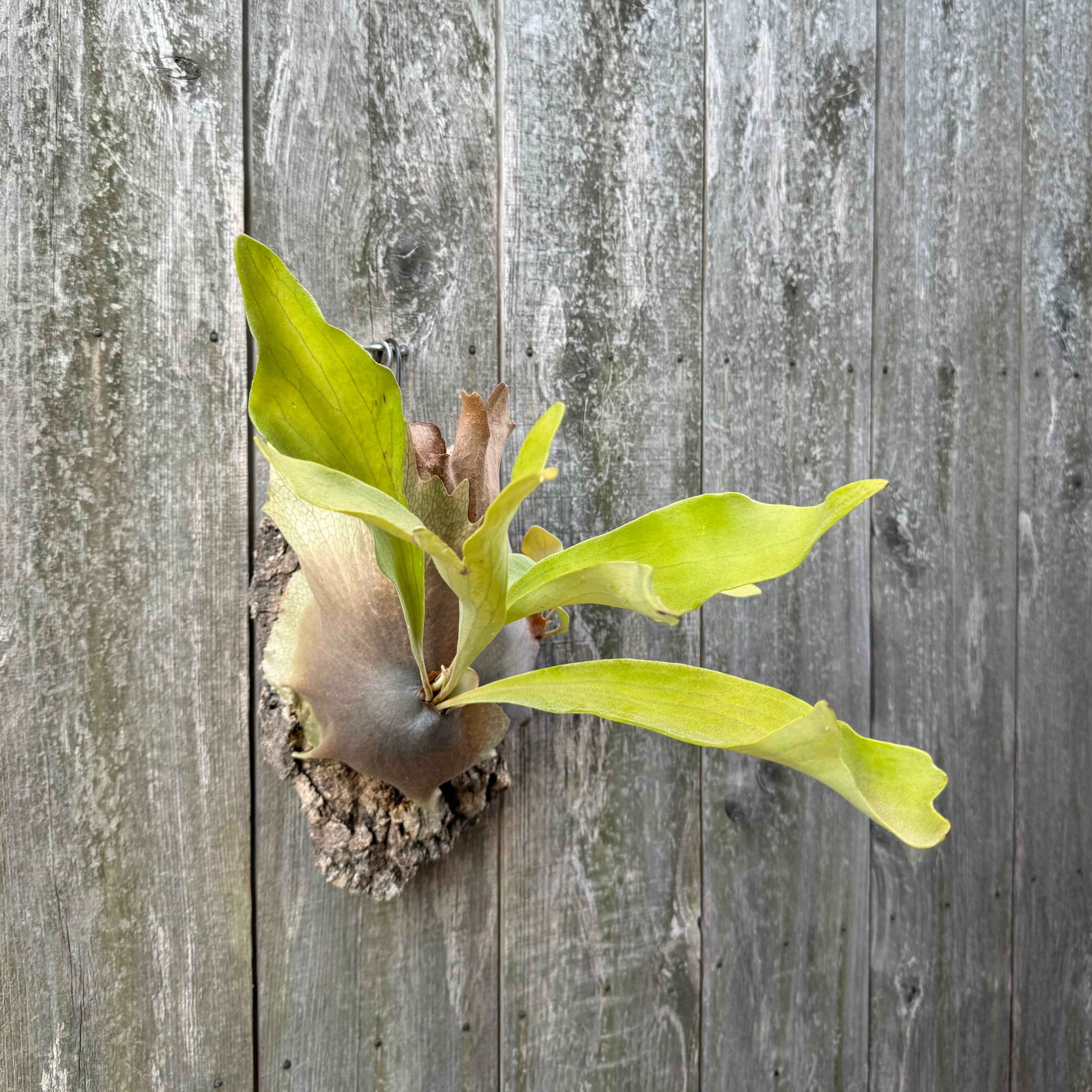 P. bifurcatum cv. Netherlands | naturefix