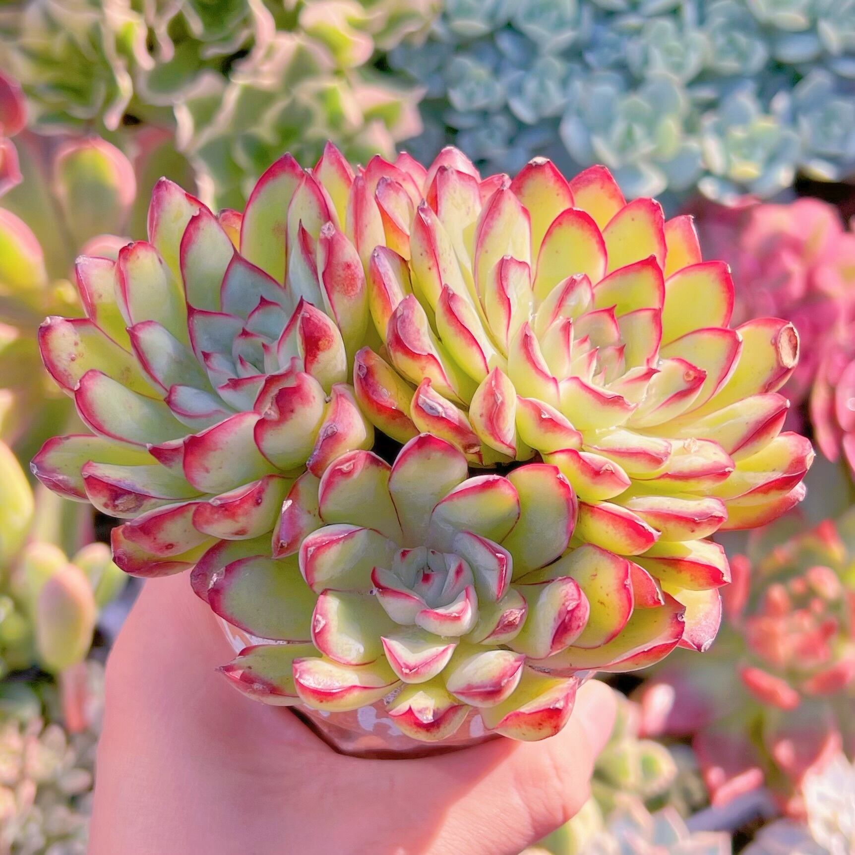 多肉植物 メキシコプリトニス 群生 新入荷 るる農園 | るる農園~多肉