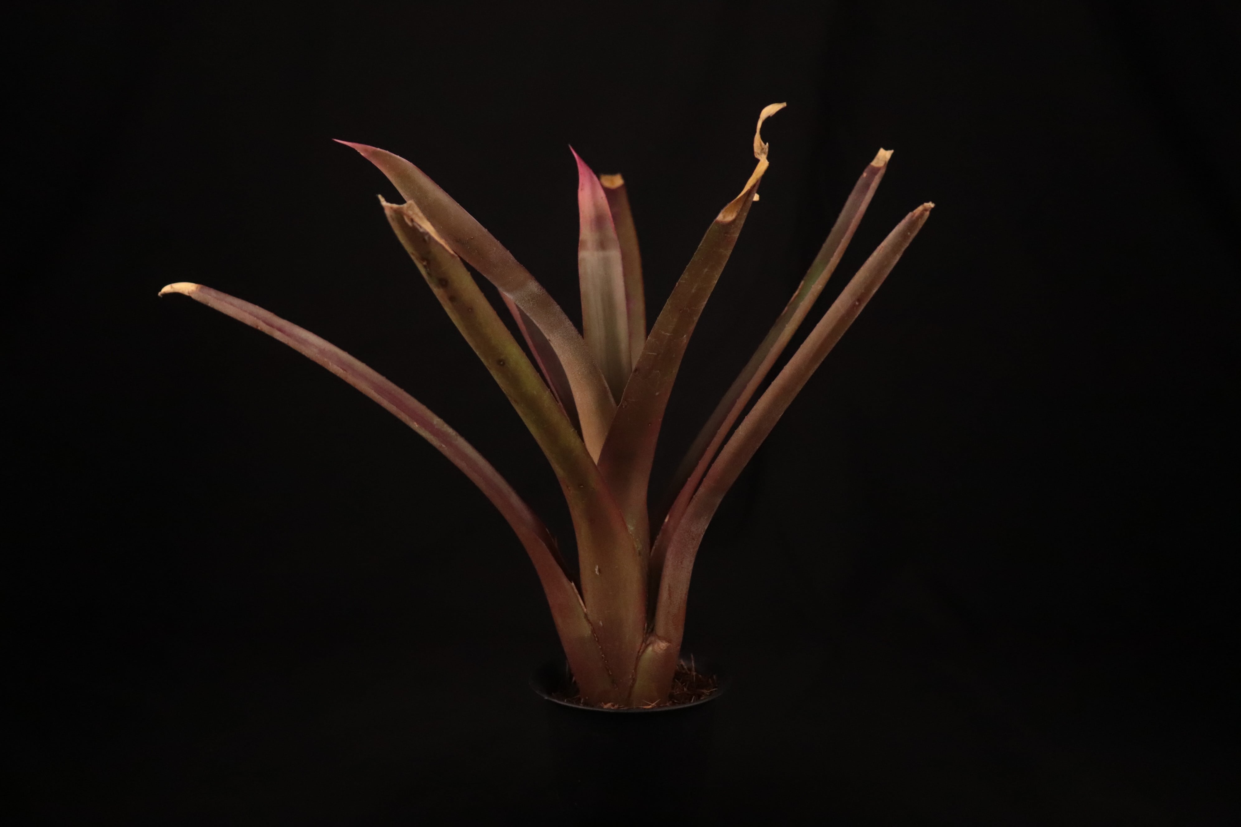 送料無料】Neoregelia bahiana Pink〔ネオレゲリア〕現品発送N0374