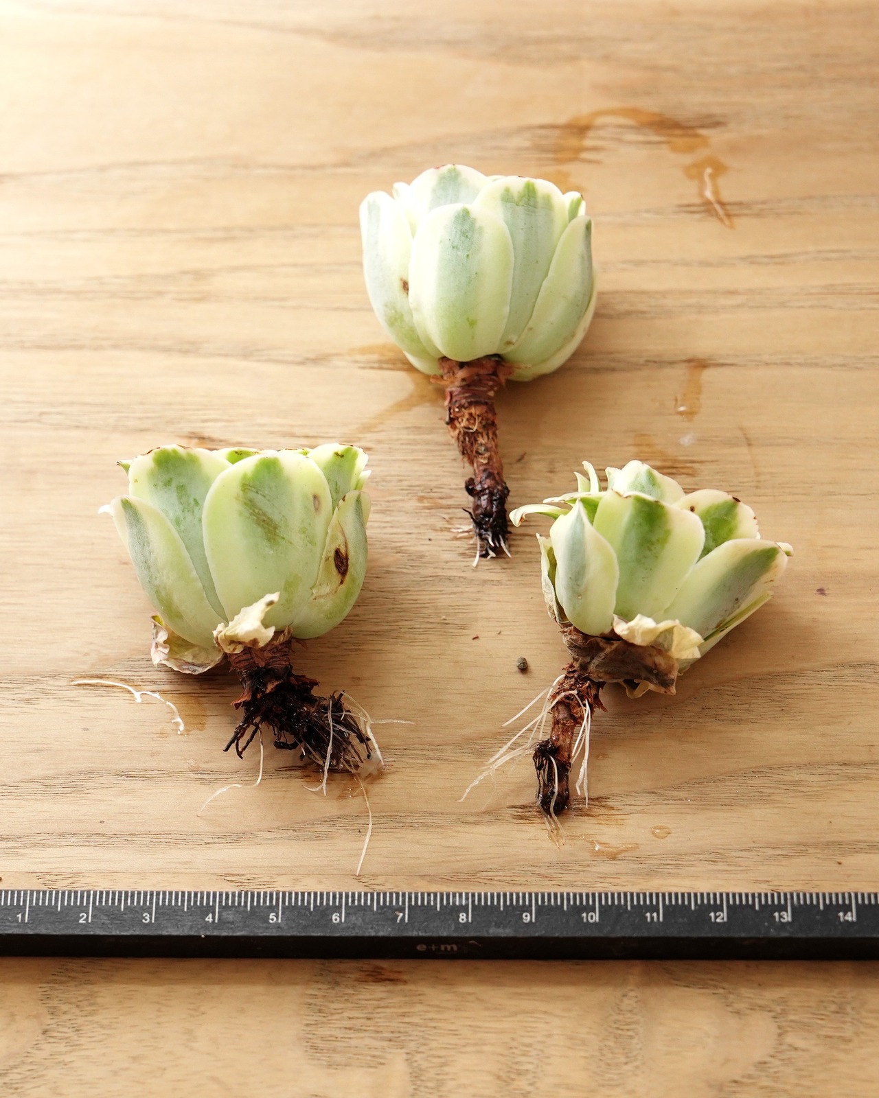 発根済カット苗 グリーノビア マウンテンローズ錦 S Greenovia aurea 'Mountain Rose' Variegated