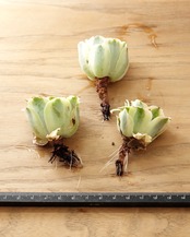 発根済カット苗 グリーノビア マウンテンローズ錦 S Greenovia aurea 'Mountain Rose' Variegated