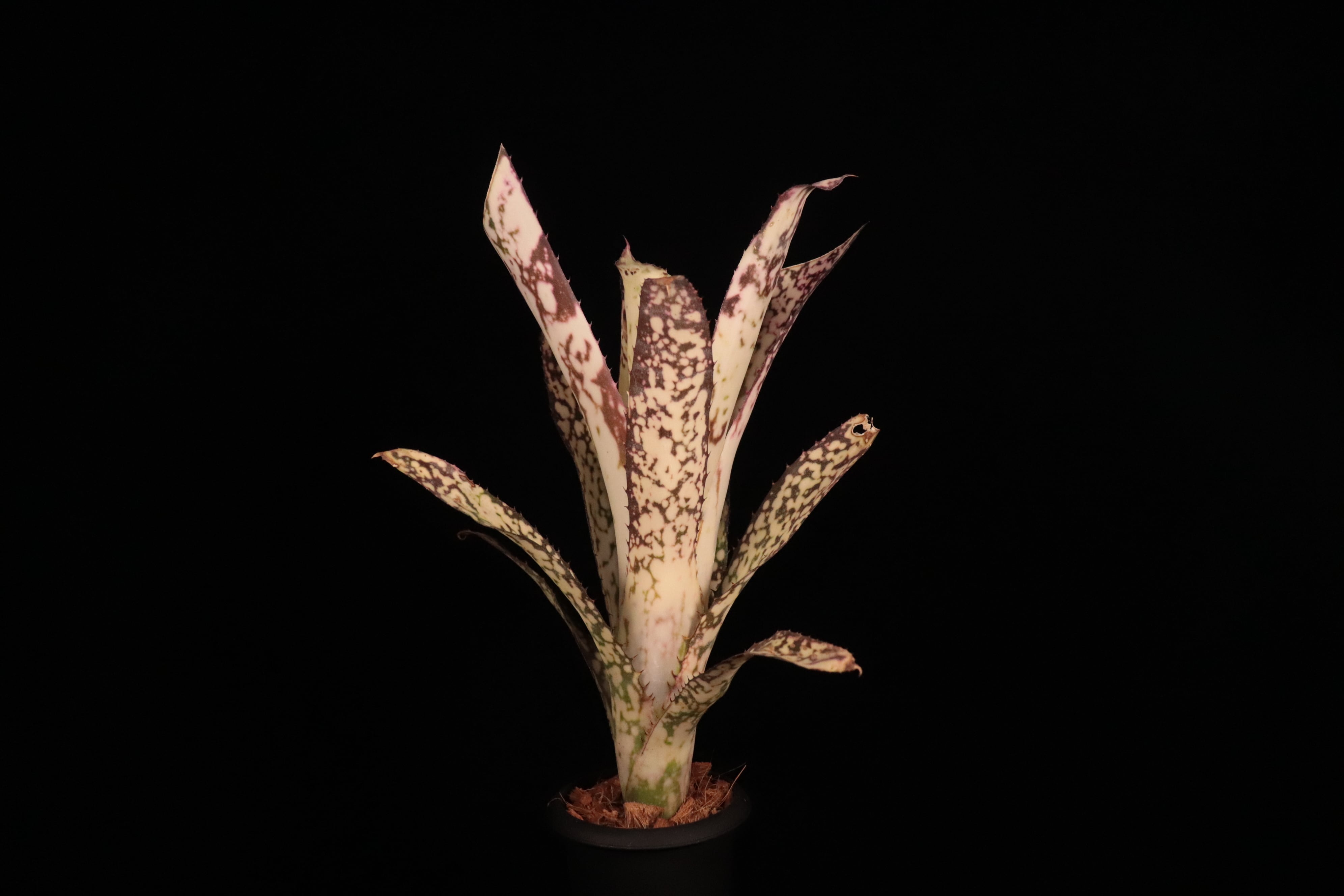 送料無料】Billbergia Birds of the Paradise (Hallelujah x Alaka'i