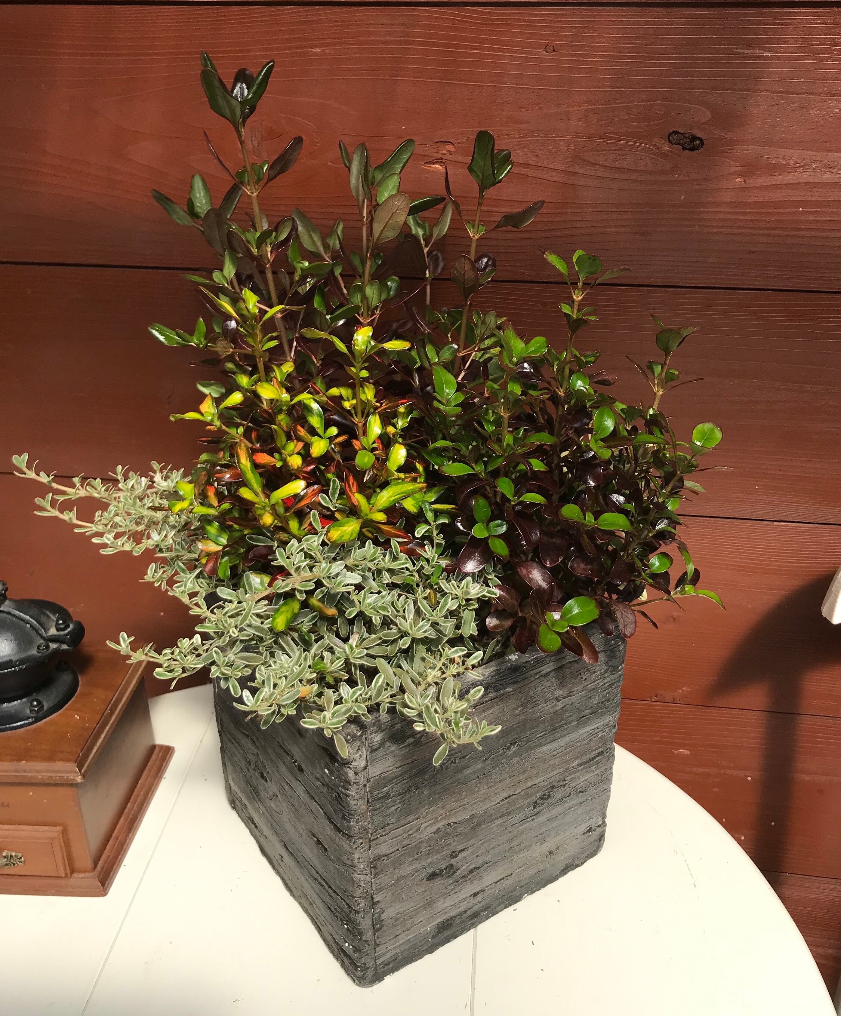 寄せ植え コプロスマ | Merak - メラク 寄せ植え ガーデニング