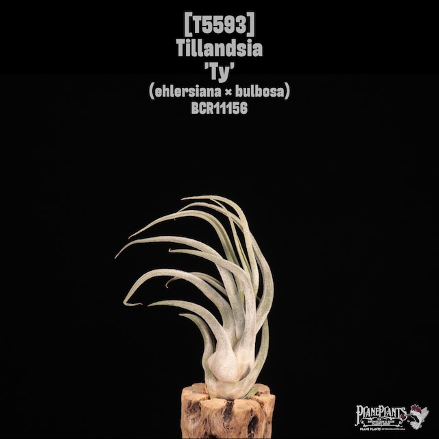 【送料無料】tenuifolia var. nigrifolia〔エアプランツ〕現品発送T5526