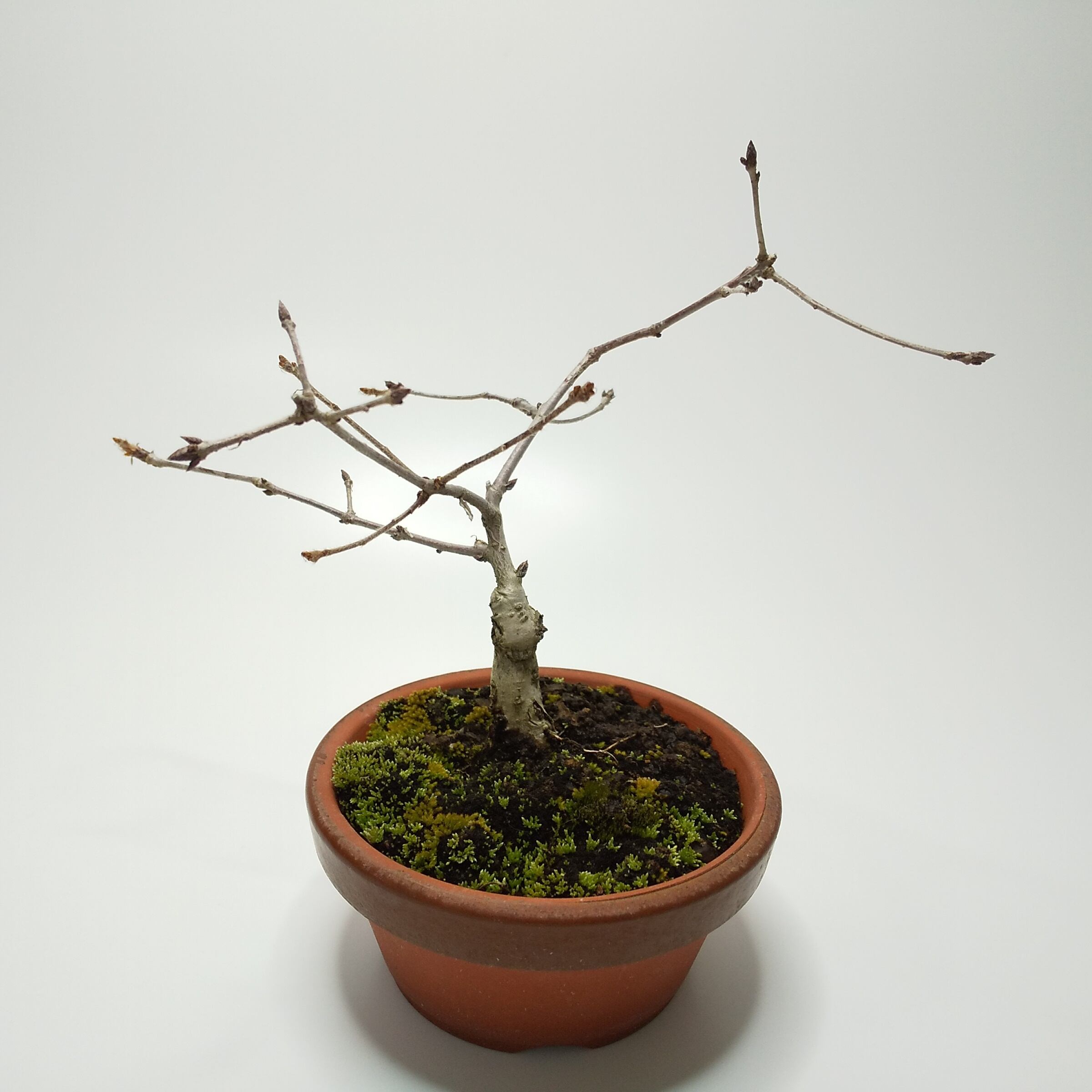 アカメソロ(アカシデ) 盆栽 アカメソロ(アカシデ) 盆栽