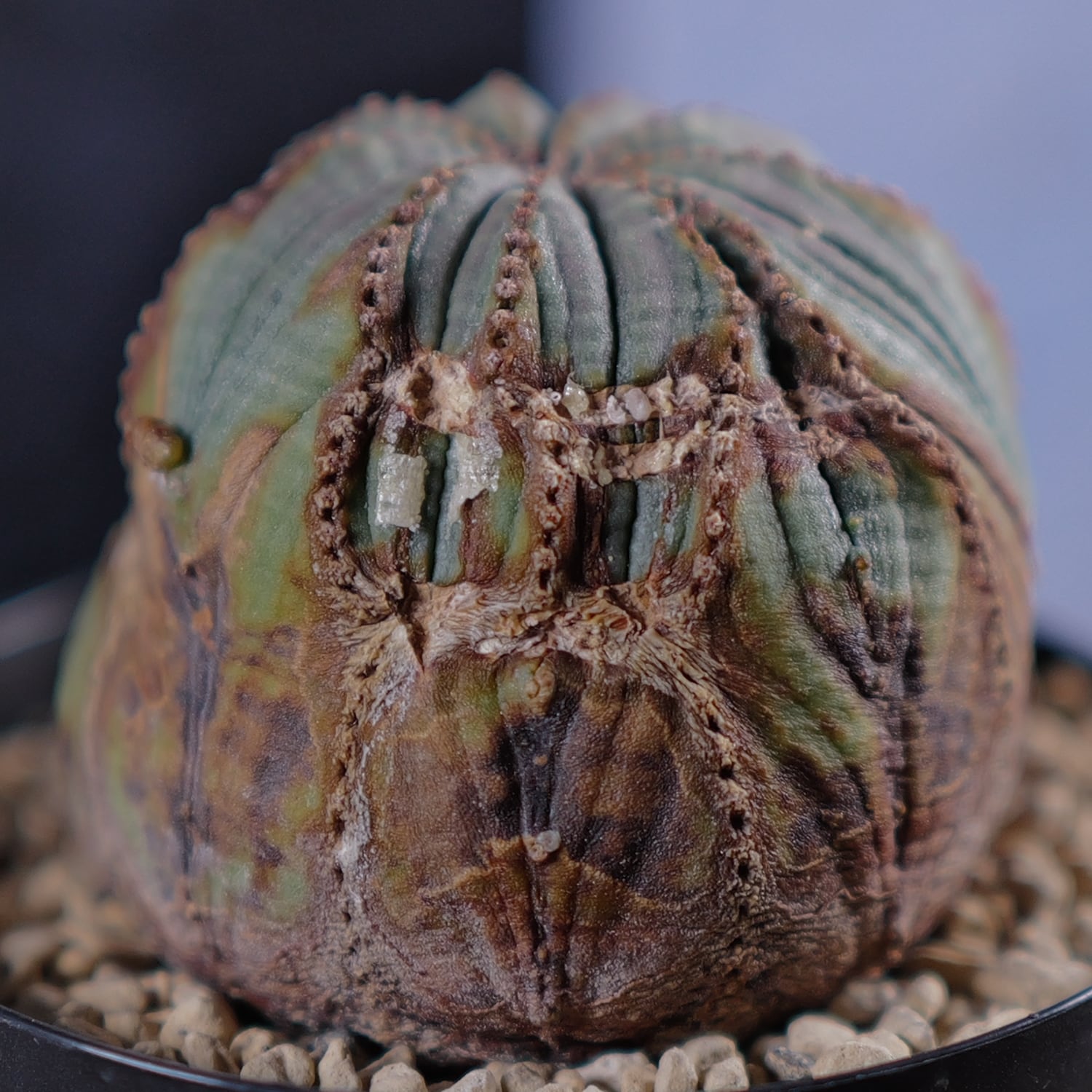 捻じれ モンスト オベサ / 木質化 ユーフォルビア