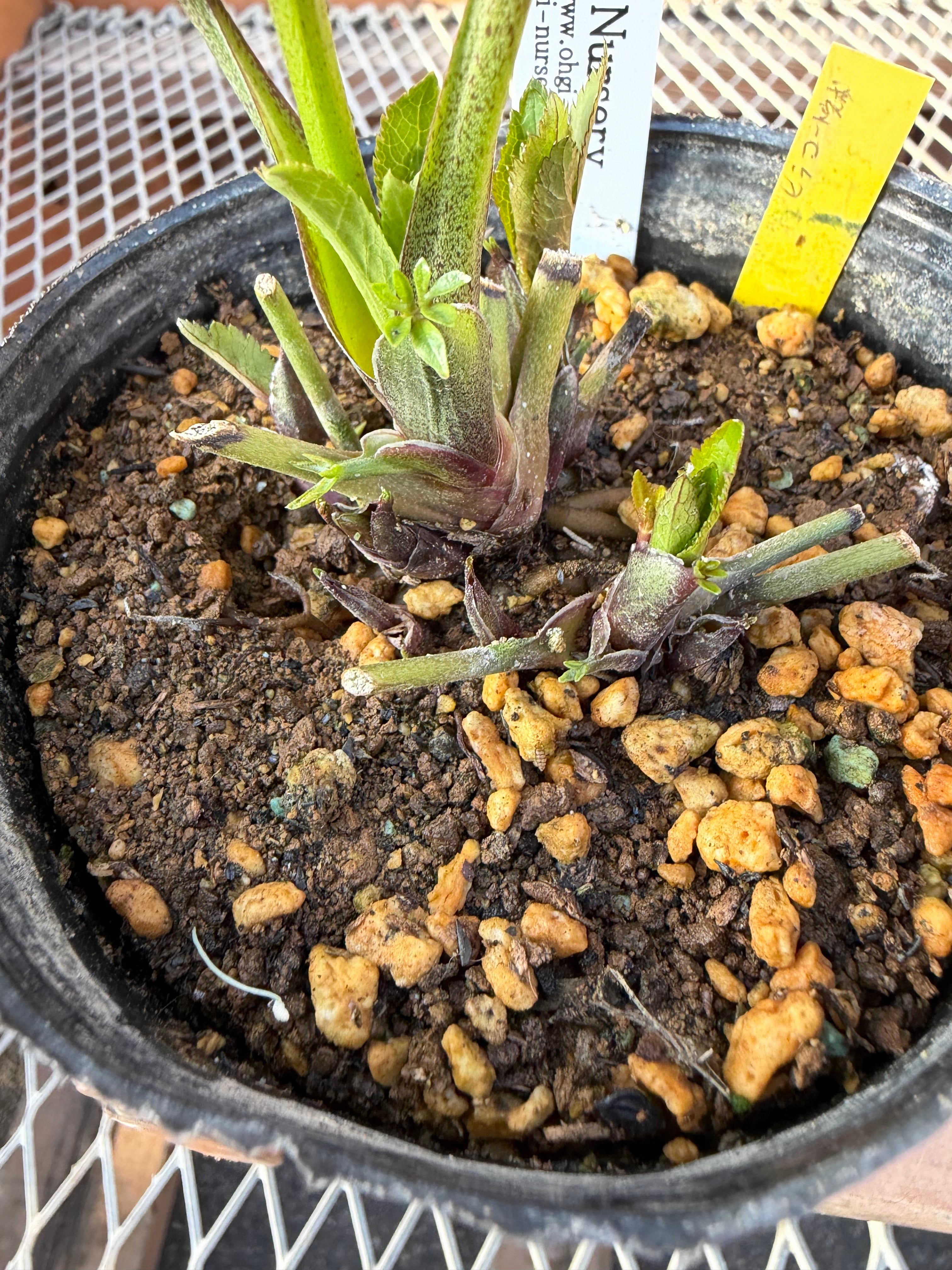 ヒデコート完成形 大木ナーサリー クリスマスローズ【Og11】送料無料