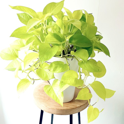 ポトス ライム 鉢カバー付き 観葉植物 calm cafe