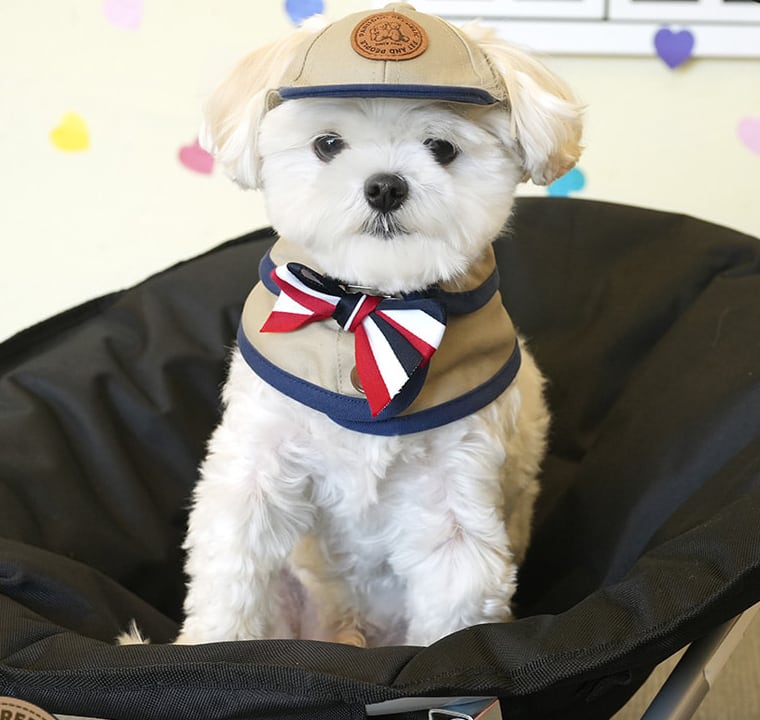 trench cape ball cap set / 犬用 帽子 ケープ バンダナ スカーフ アクセサリー ドッグウェア ペット用 被り物 お揃い お出かけ