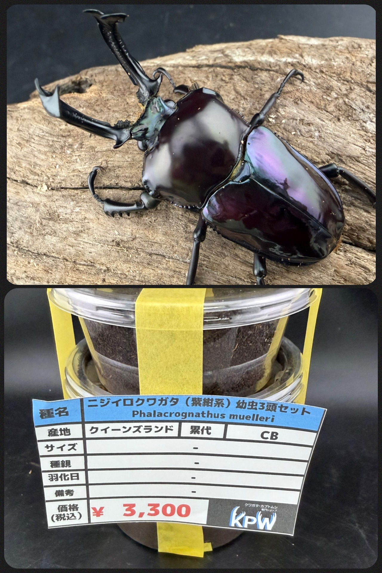 《ニジイロクワガタ 紫紺系 幼虫3頭セット》