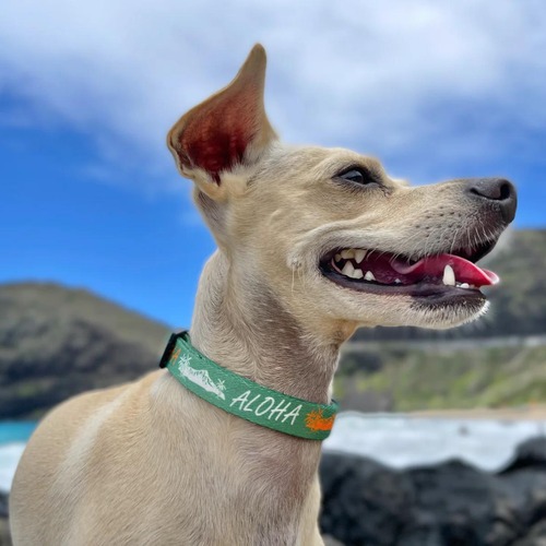 犬 首輪 バックル